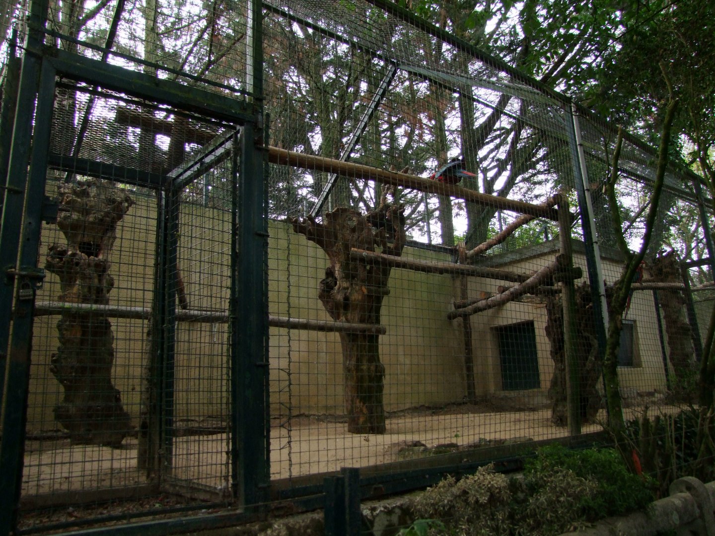 aviary ara