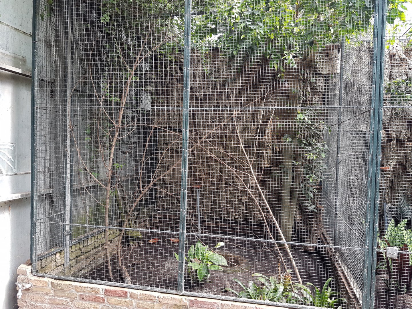 Aviary Asian glossy starling