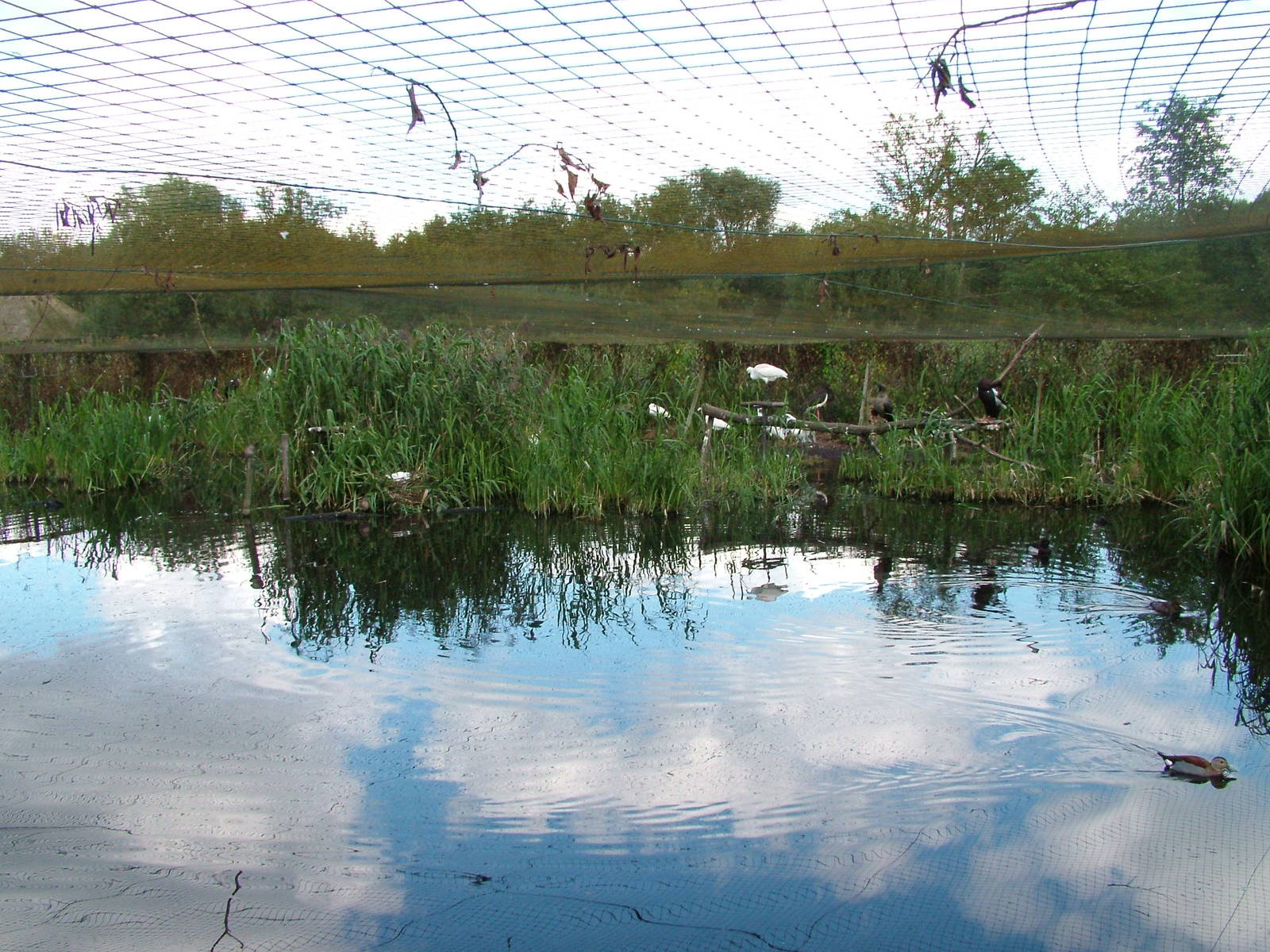 Aviary at Niendorf 05/09/07