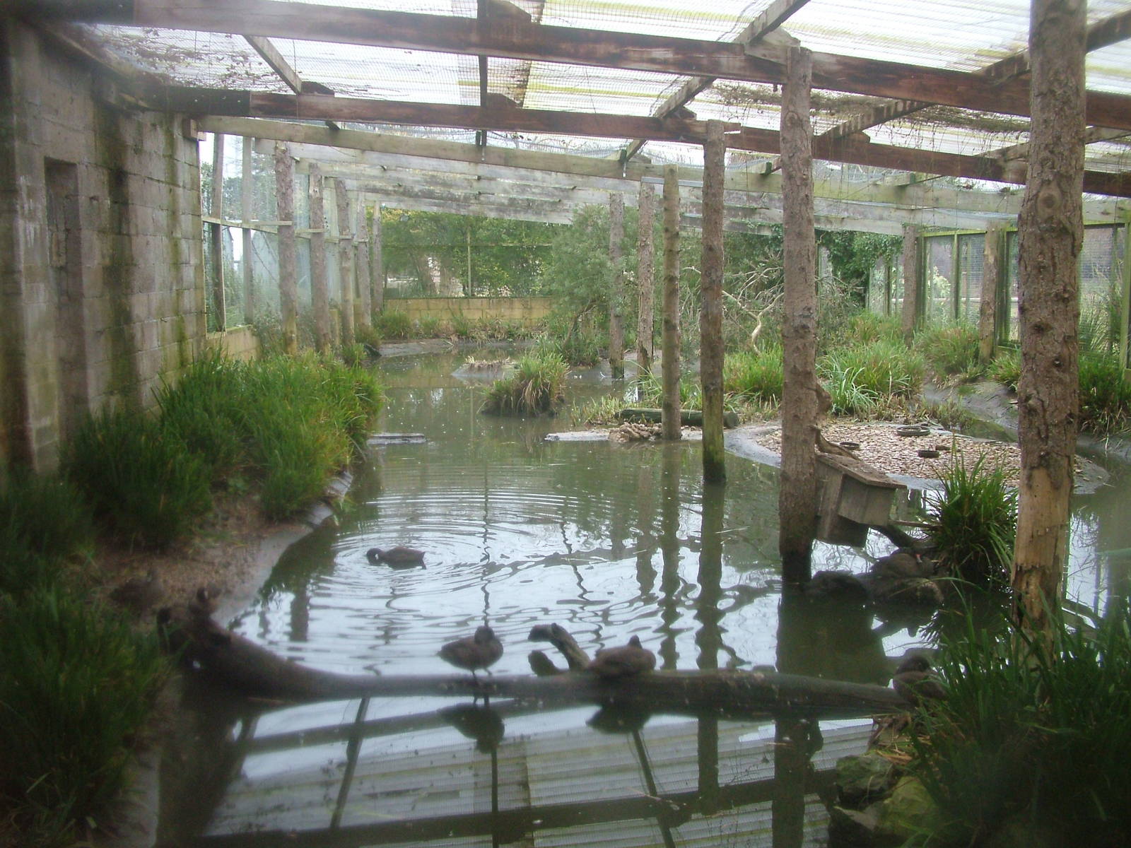 Aviary at Slimbridge 06/02/10