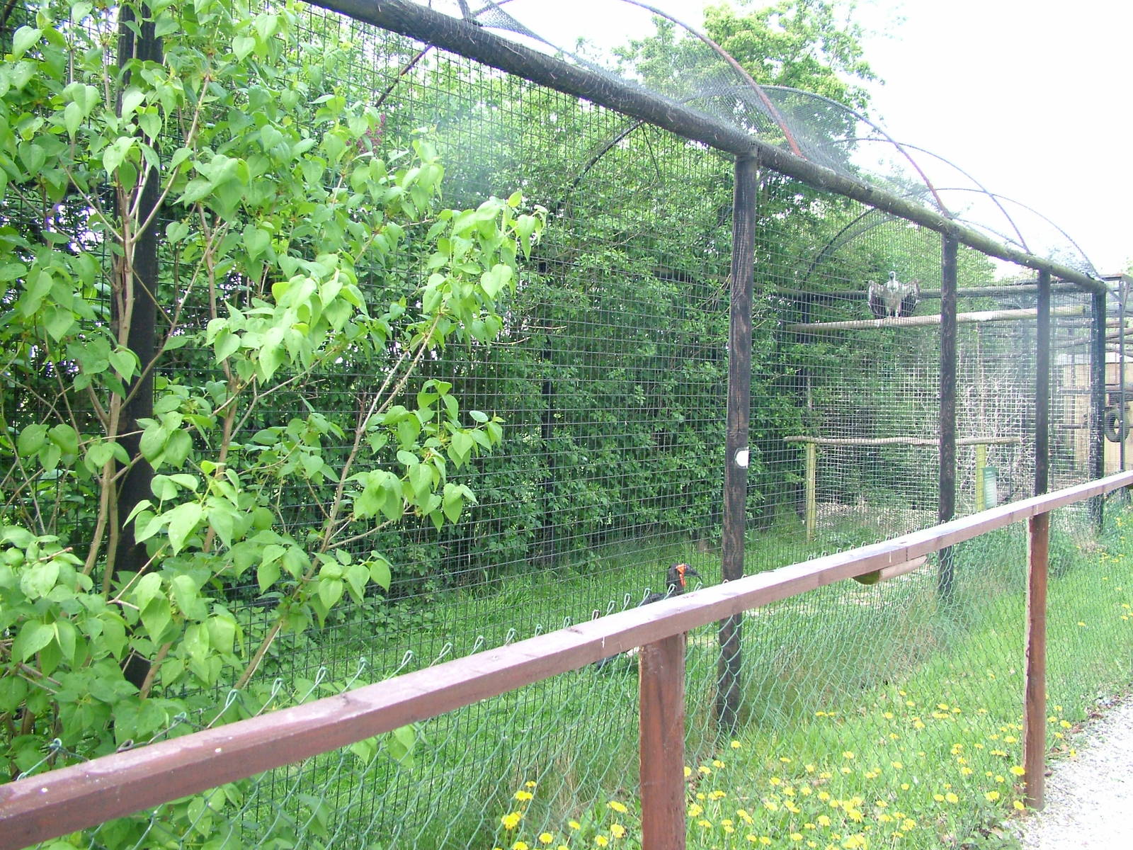 Aviary at Wetlands WP 25/04/09