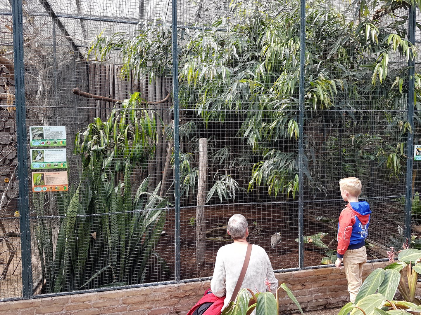 Aviary Australian birds