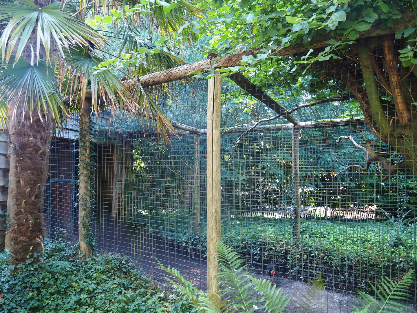 Aviary Australian brush turkey - Blue-winged kookaburra (Sep 2nd, 2018)