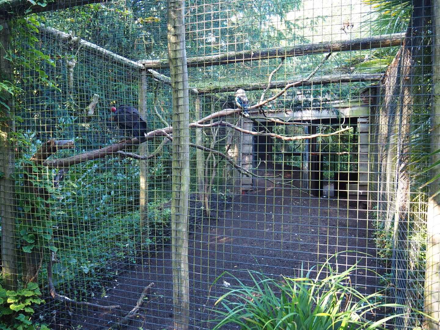 Aviary Australian brush turkey - Blue-winged kookaburra (Sep 2nd, 2018)