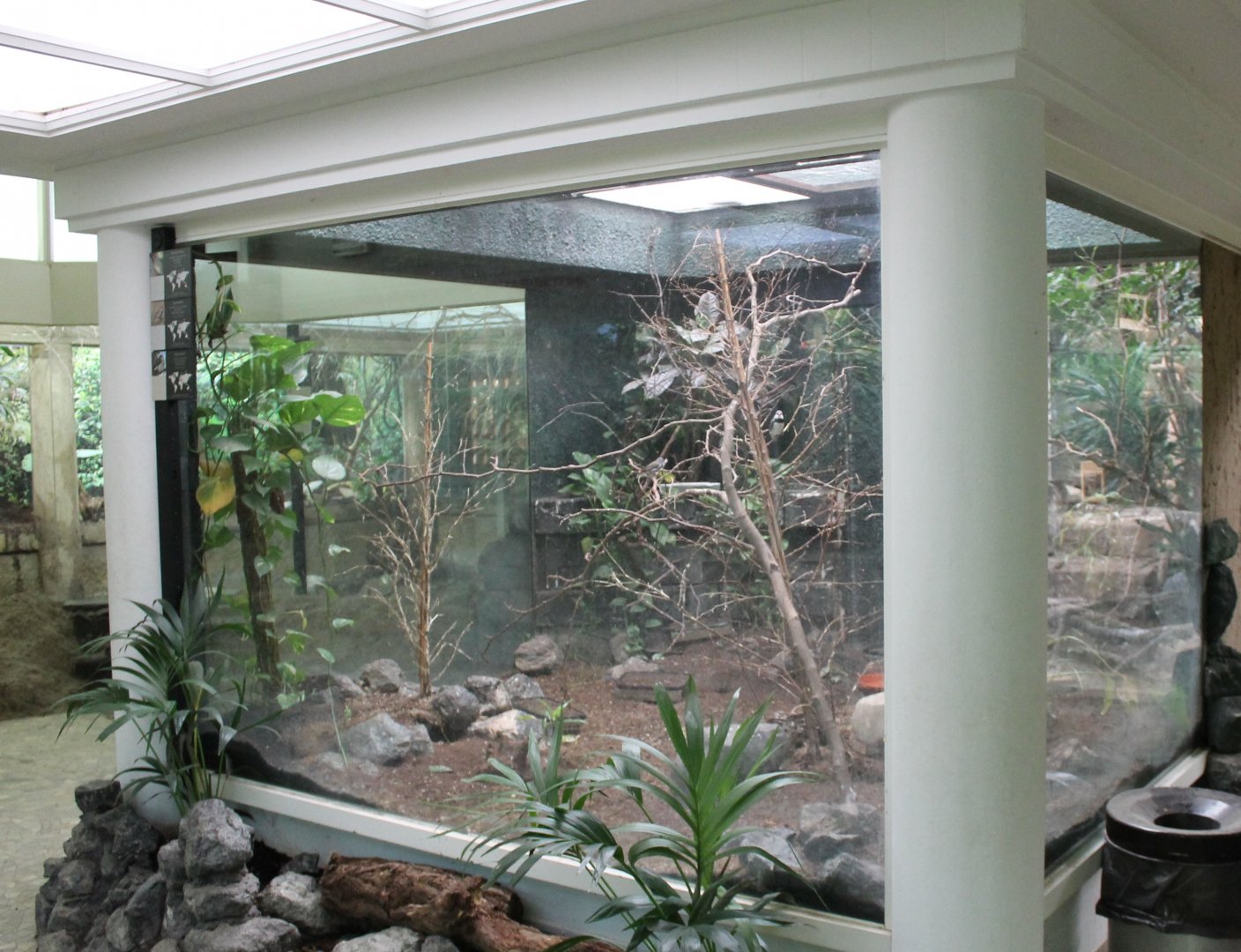 Aviary Australian finches