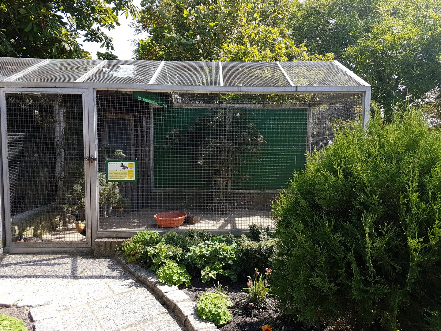Aviary Australian shelduck