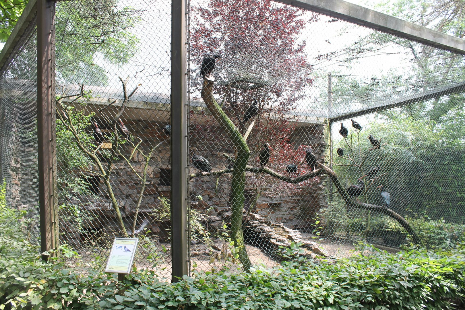 Aviary Bald ibis And Rock pigeon