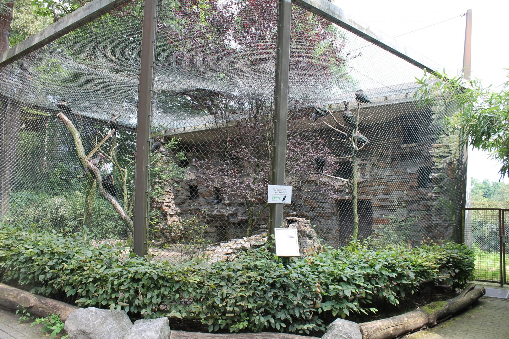 Aviary Bald ibis and Rock pigeon