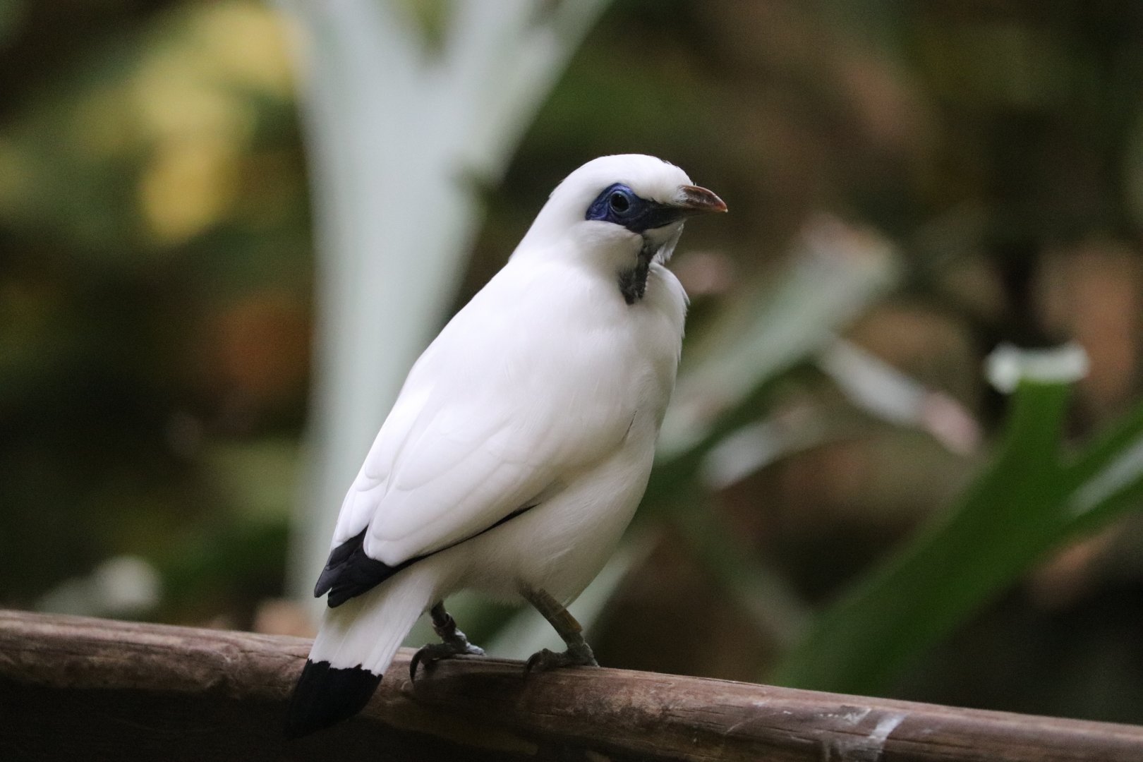 Aviary - Bali Mynah