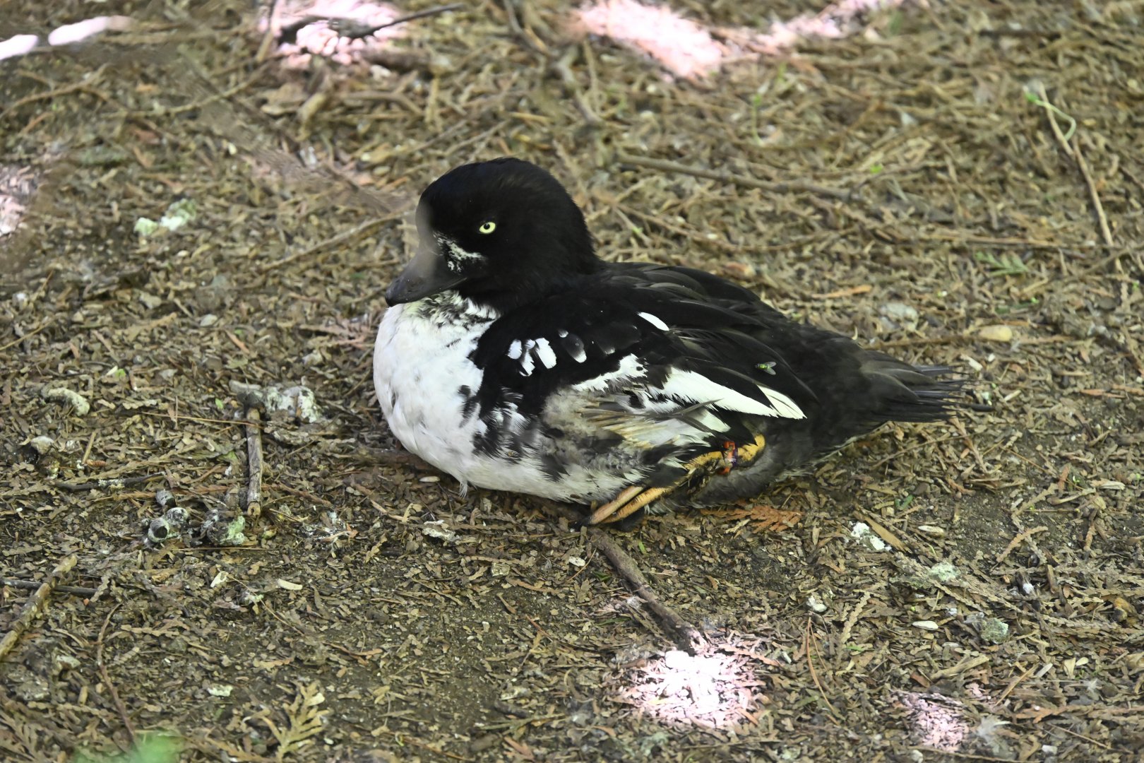 Aviary - Barrow's Goldeneye (Bucephala islandica)