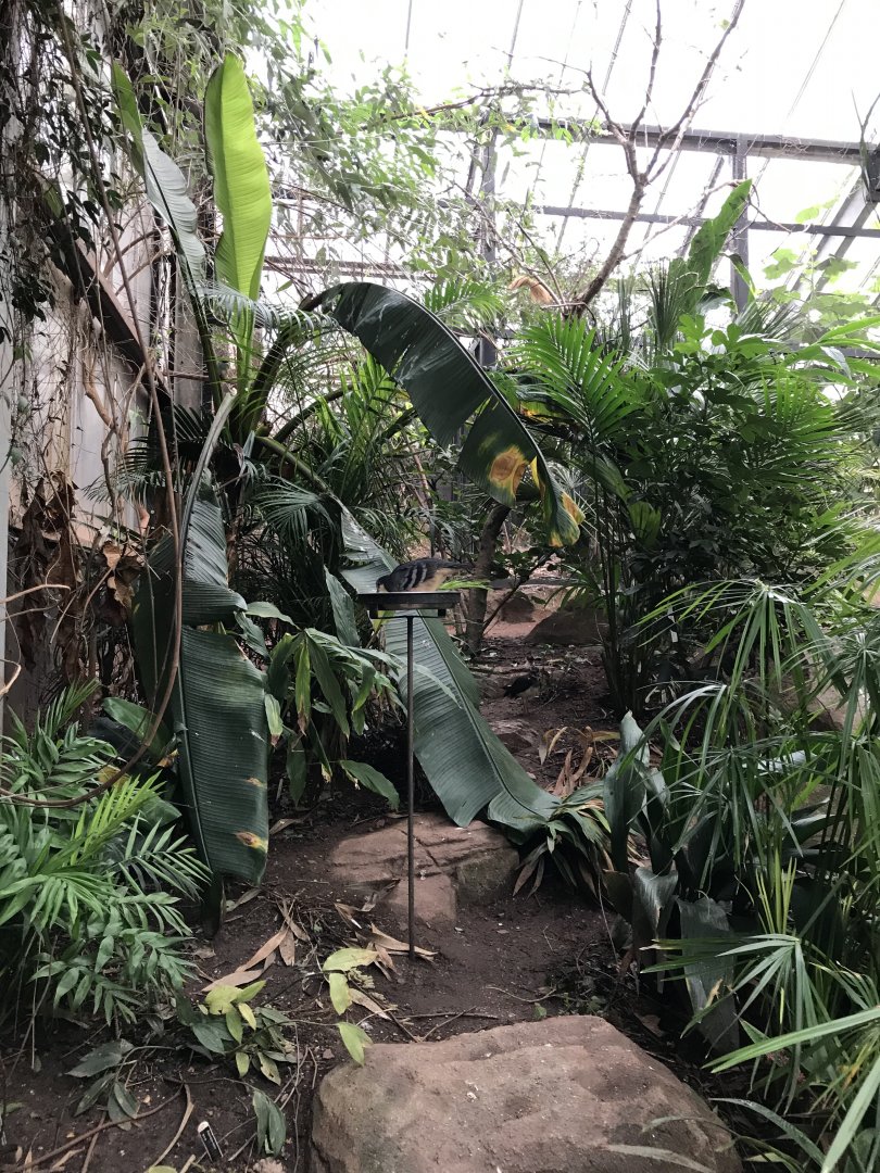 Aviary between Tropical House and Desert House 050119