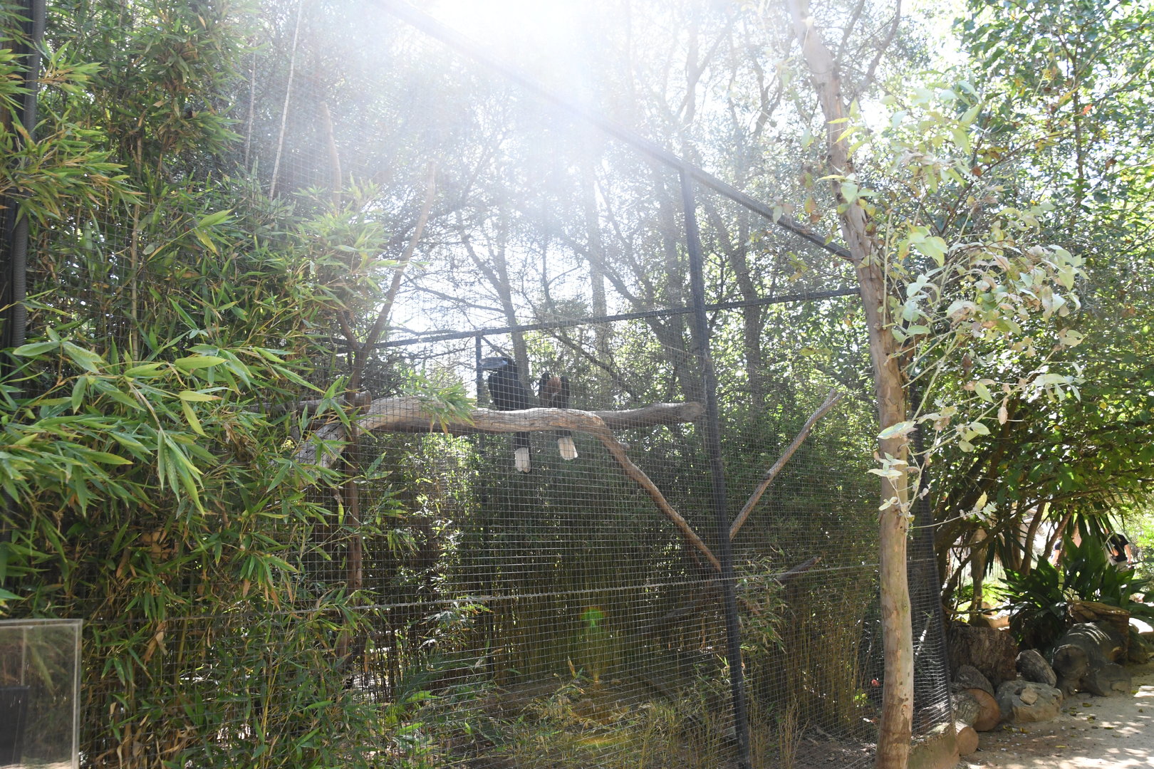 Aviary (Black-casqued Hornbill)