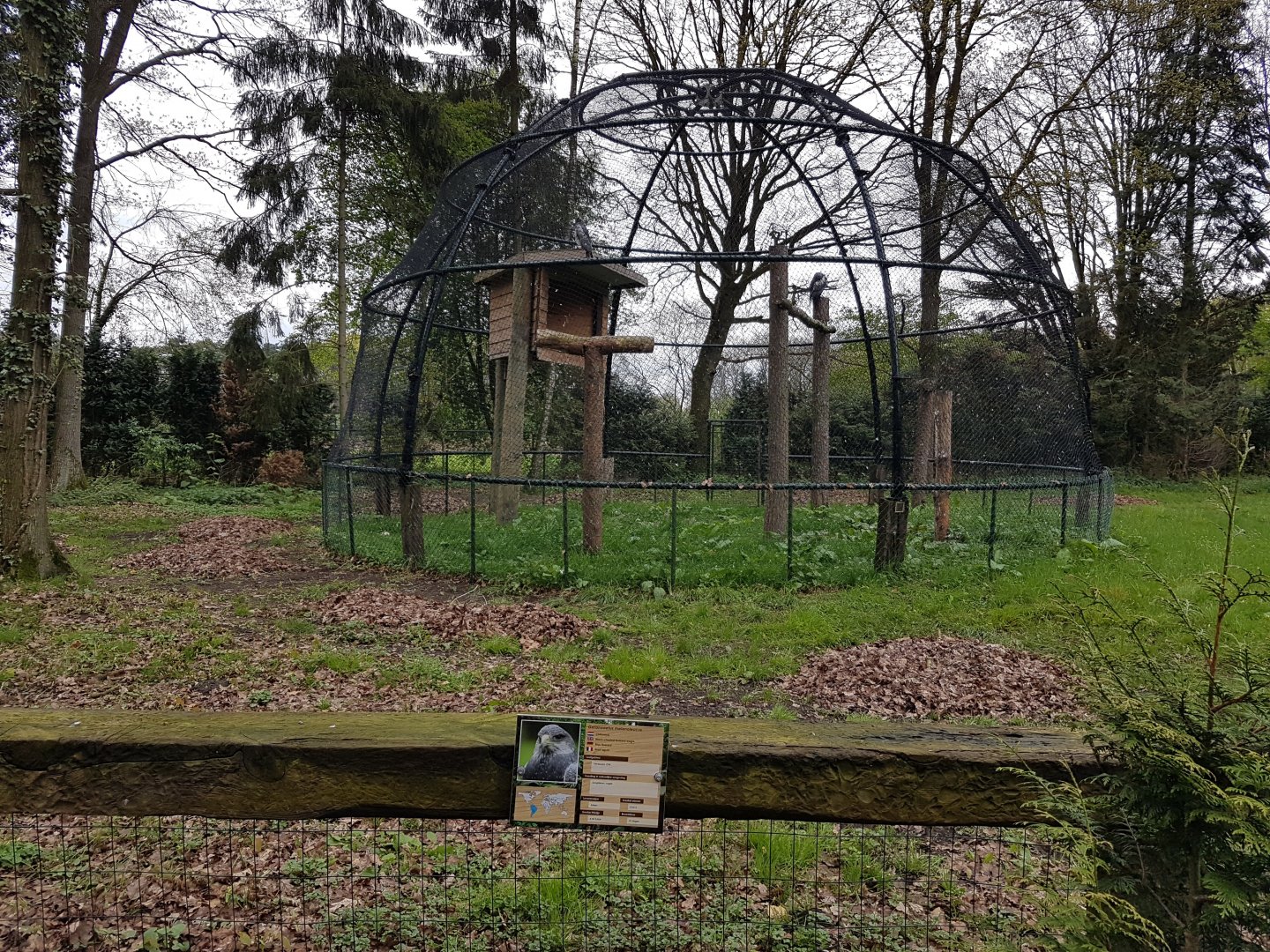 Aviary Black-chested buzzard-eagle