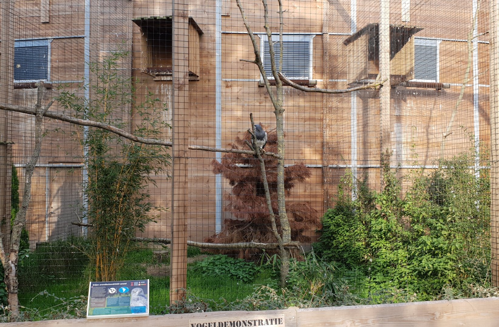 Aviary Black-chested buzzard-eagle