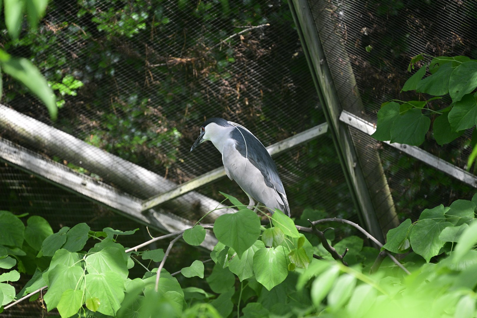 Aviary - Black-crowned Night Heron (Nycticorax nycticorax)