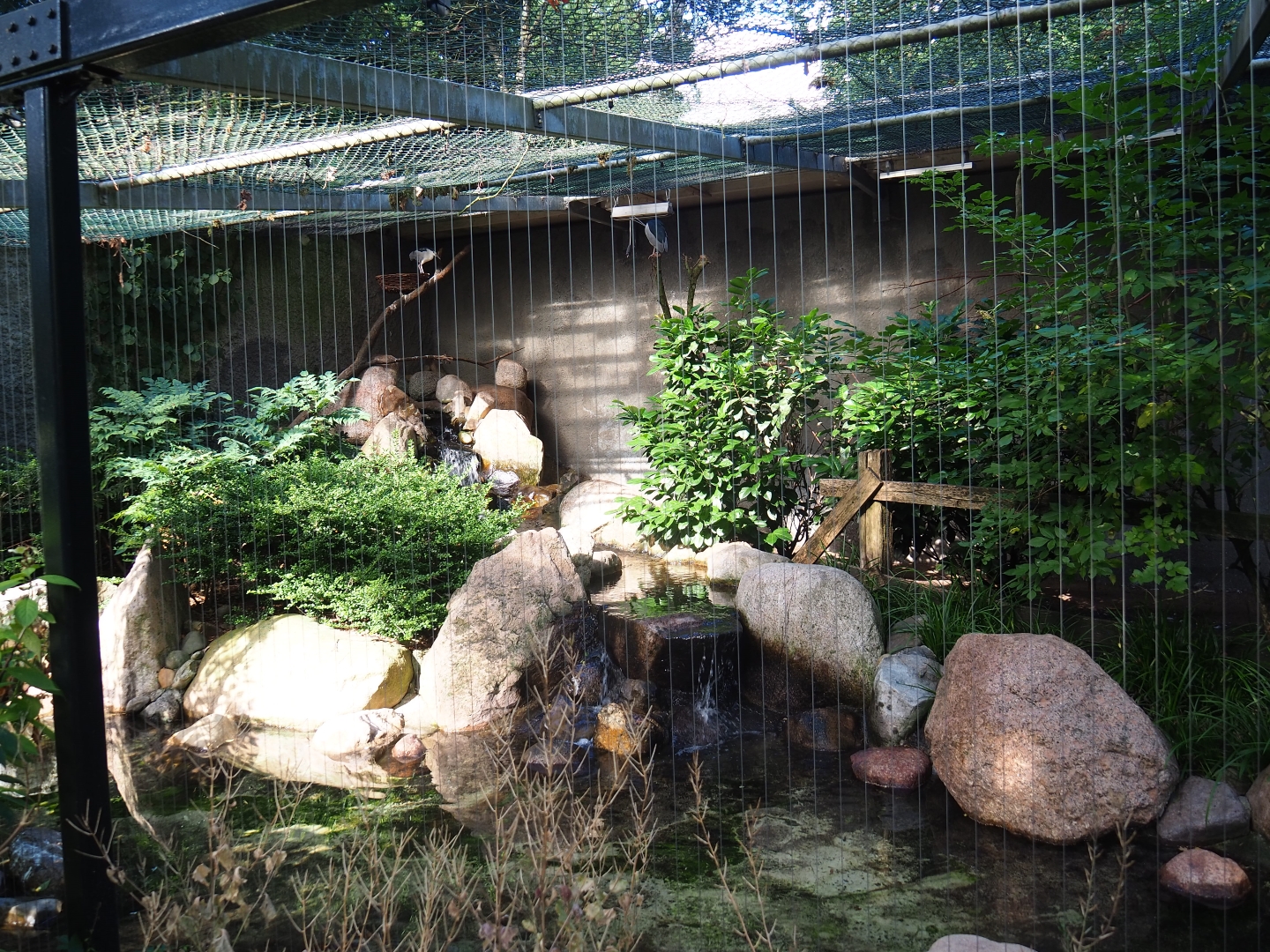 Aviary black-crowned night heron