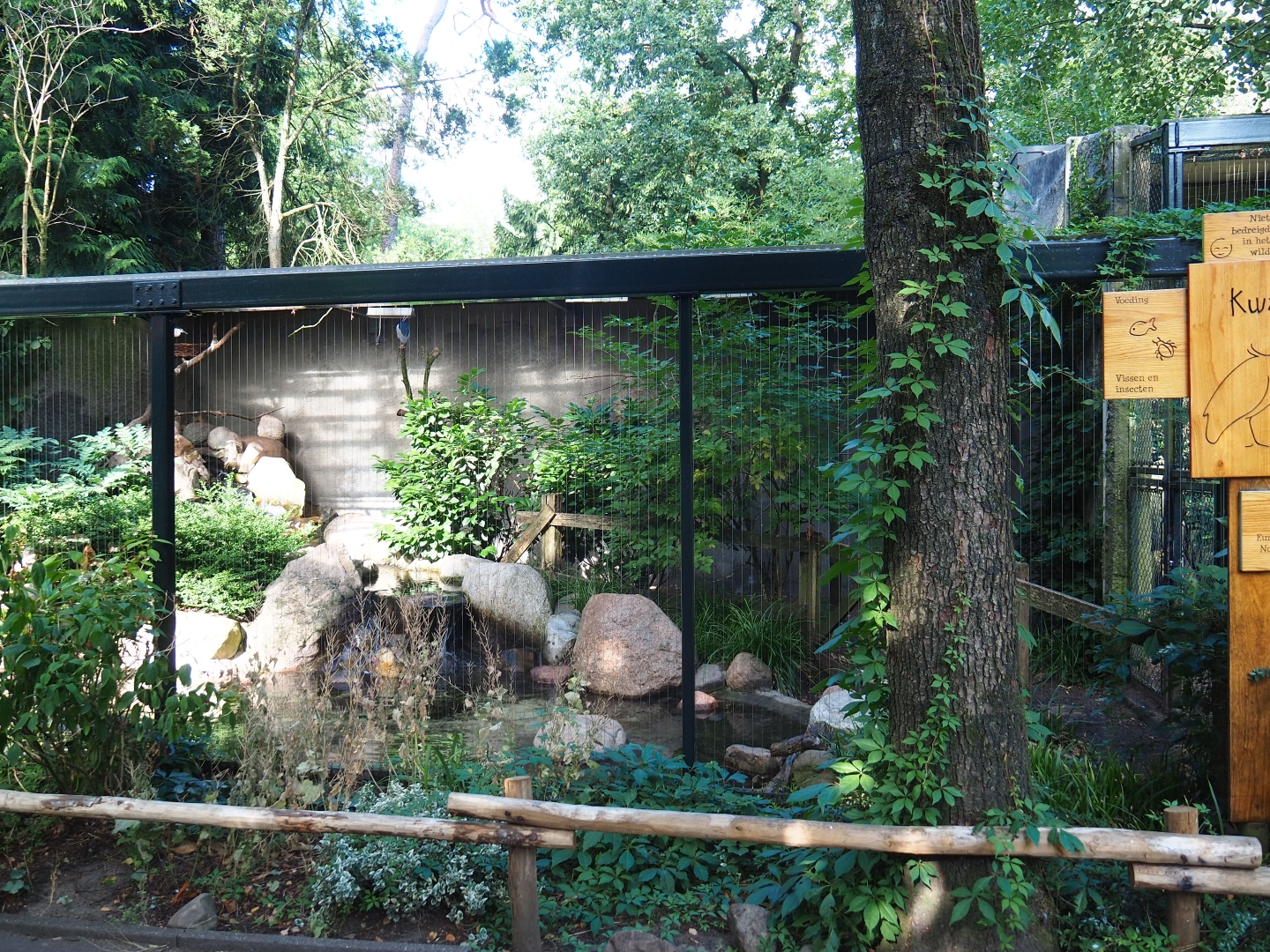 Aviary black-crowned night heron