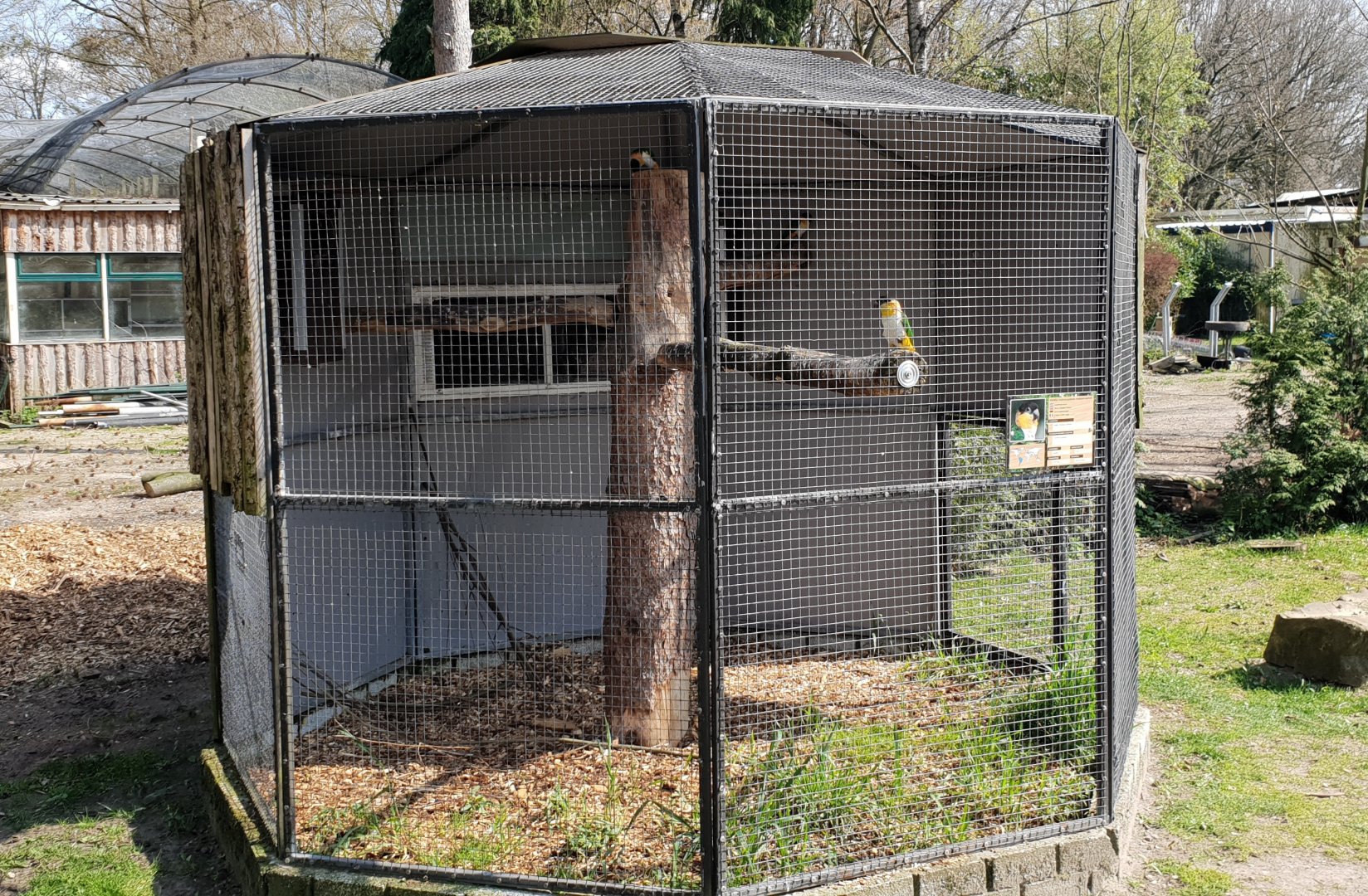 Aviary Black-headed caique