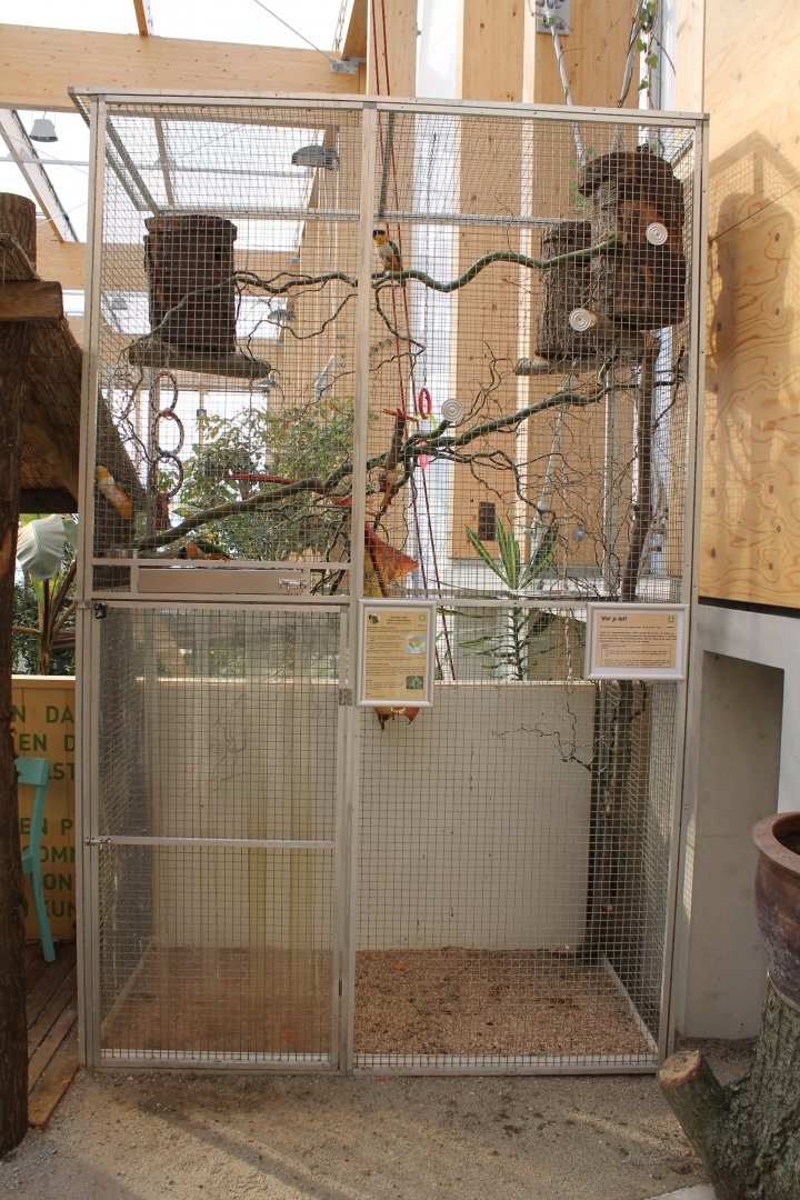 Aviary Black-headed parrot