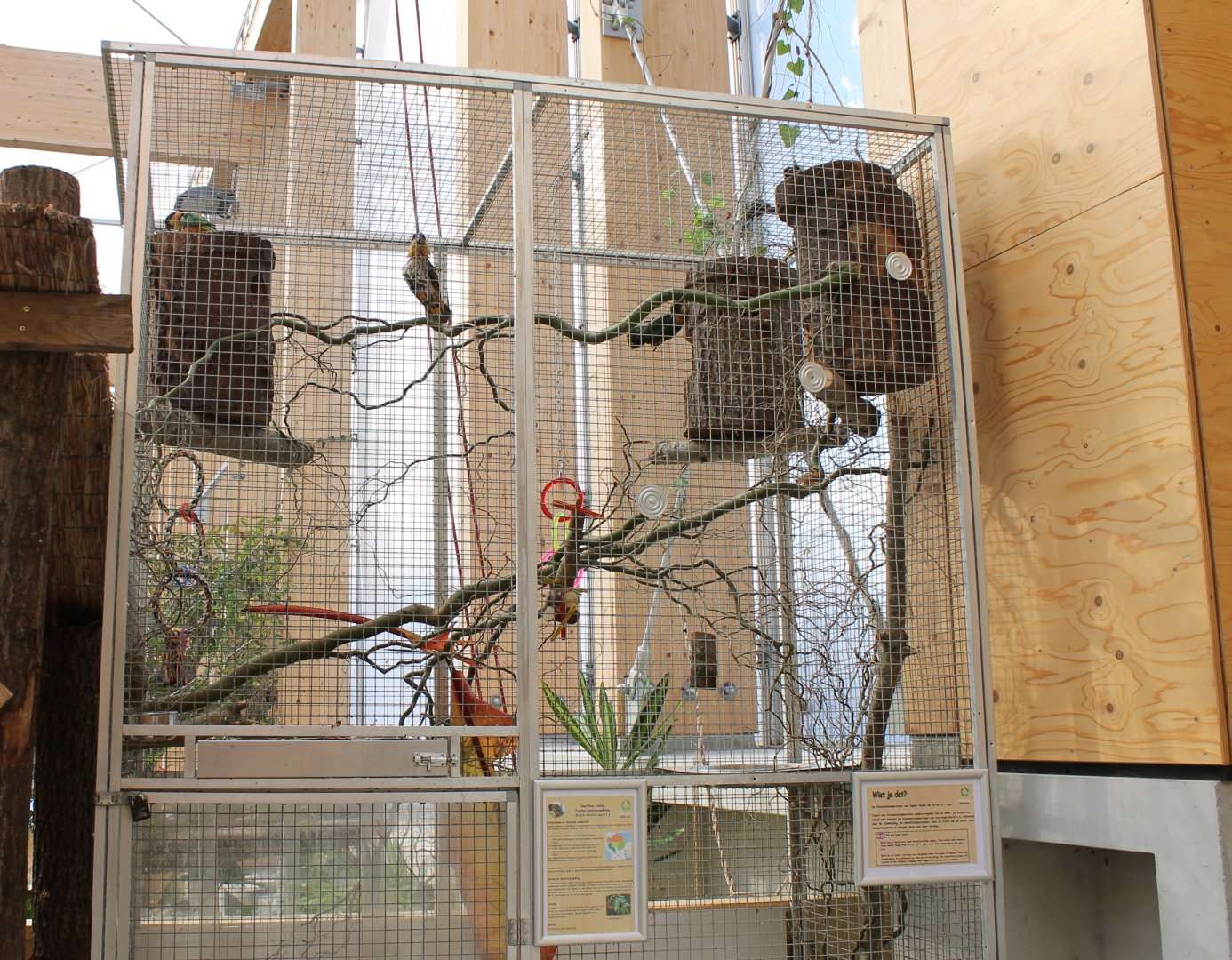 Aviary Black-headed parrot