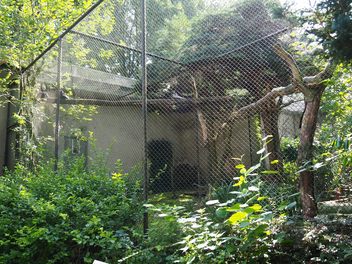 Aviary Black hornbill - Satyr tragopan (Sep 16th, 2018)