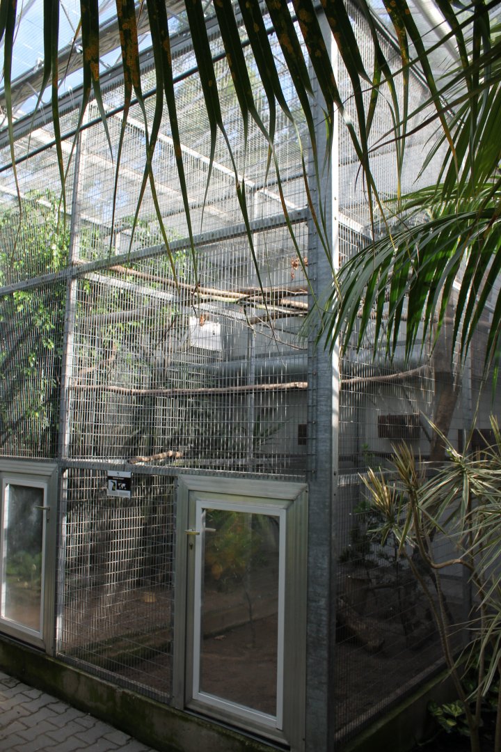 Aviary Black-necked aracari