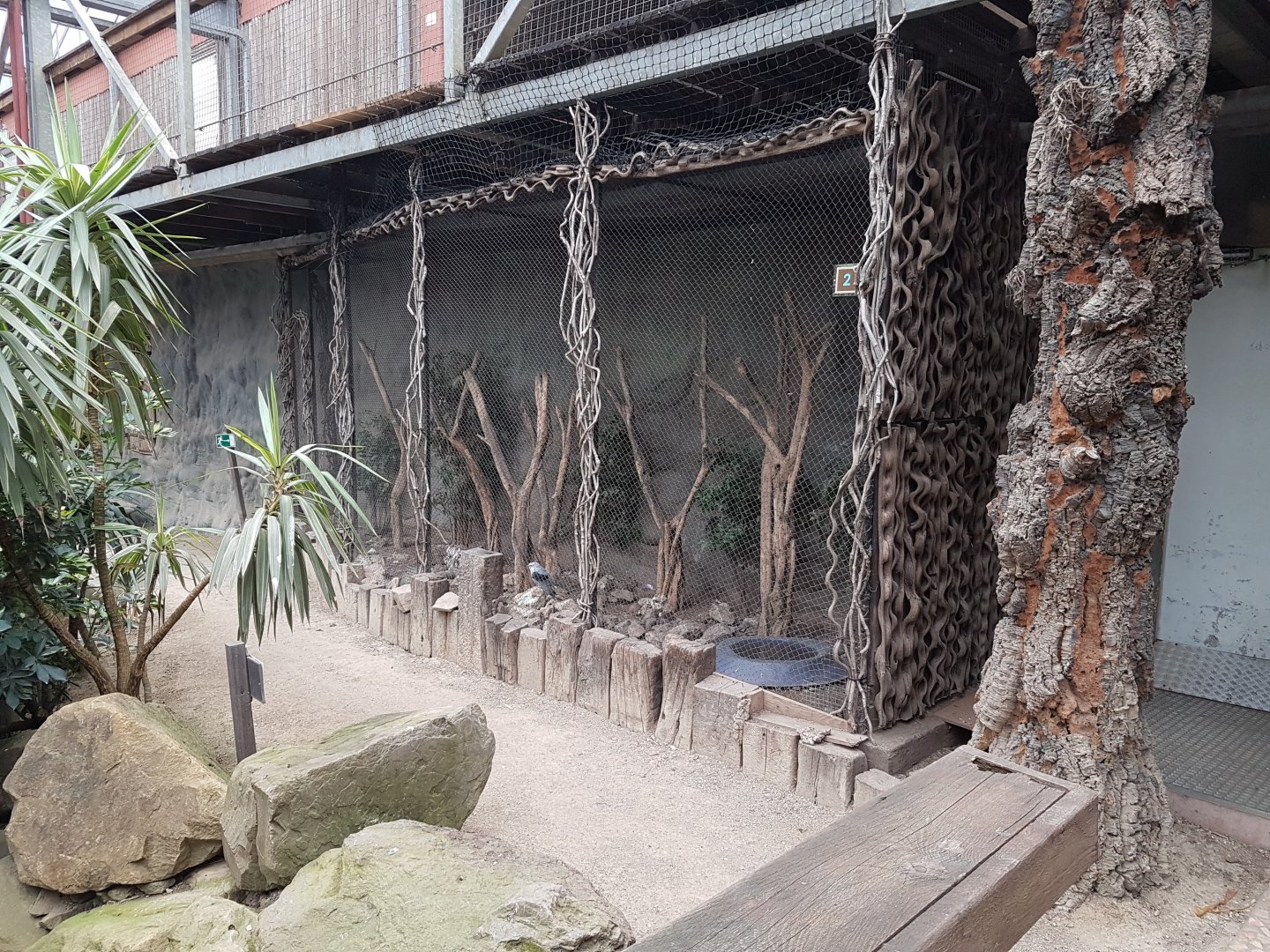 Aviary Black-shouldered kite