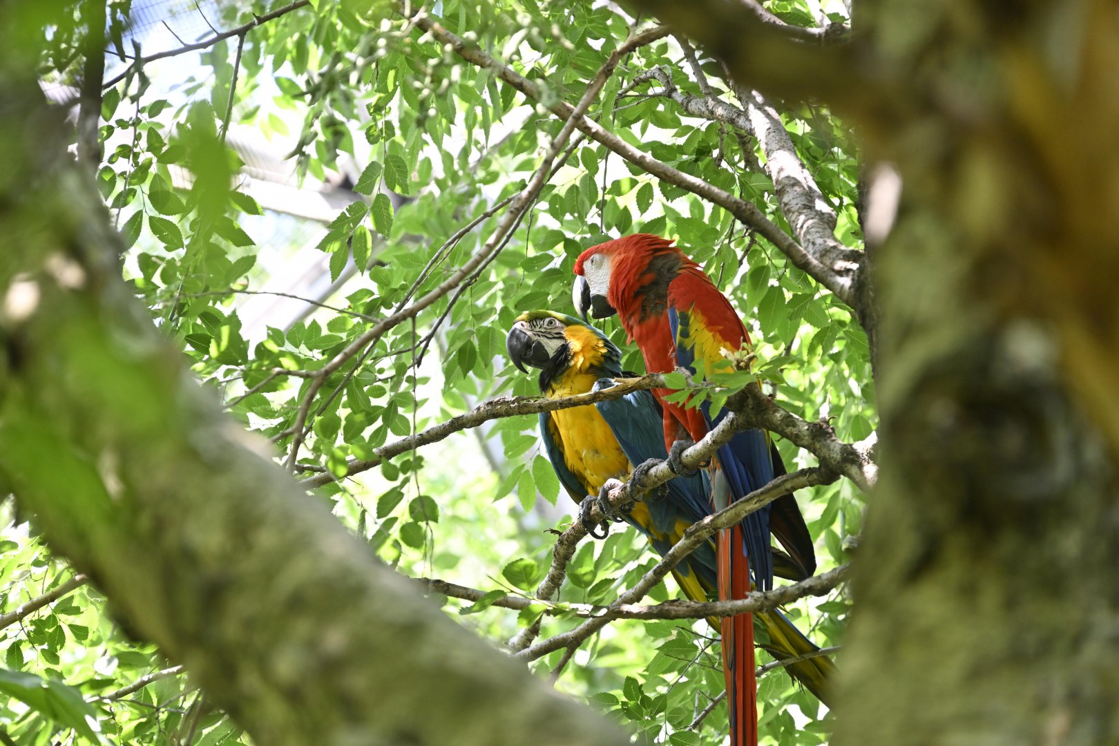 Aviary - Blue-and-yellow Macaw (Ara ararauna) and Scarlet Macaw (Ara macao)