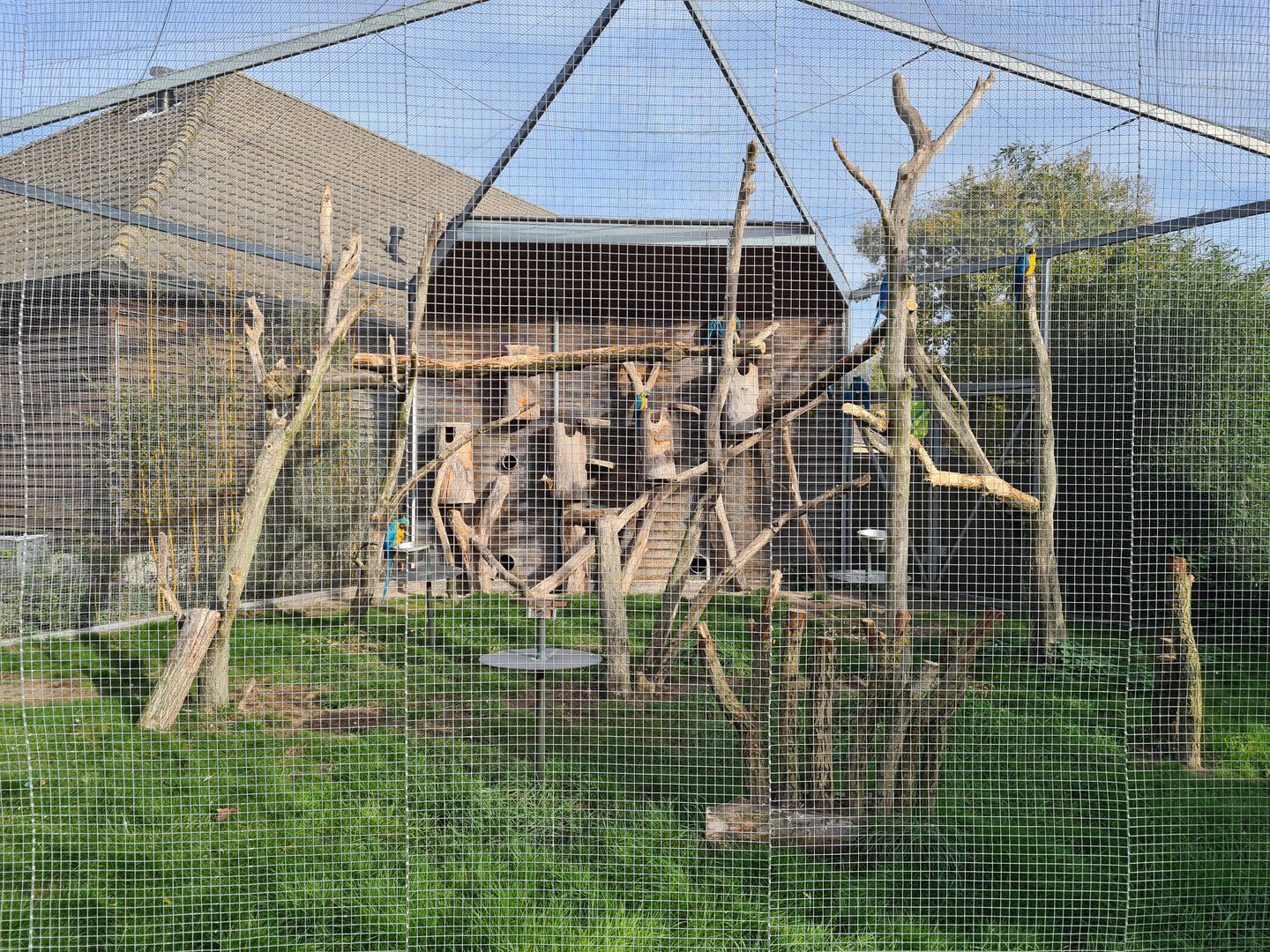 Aviary blue and yellow macaw