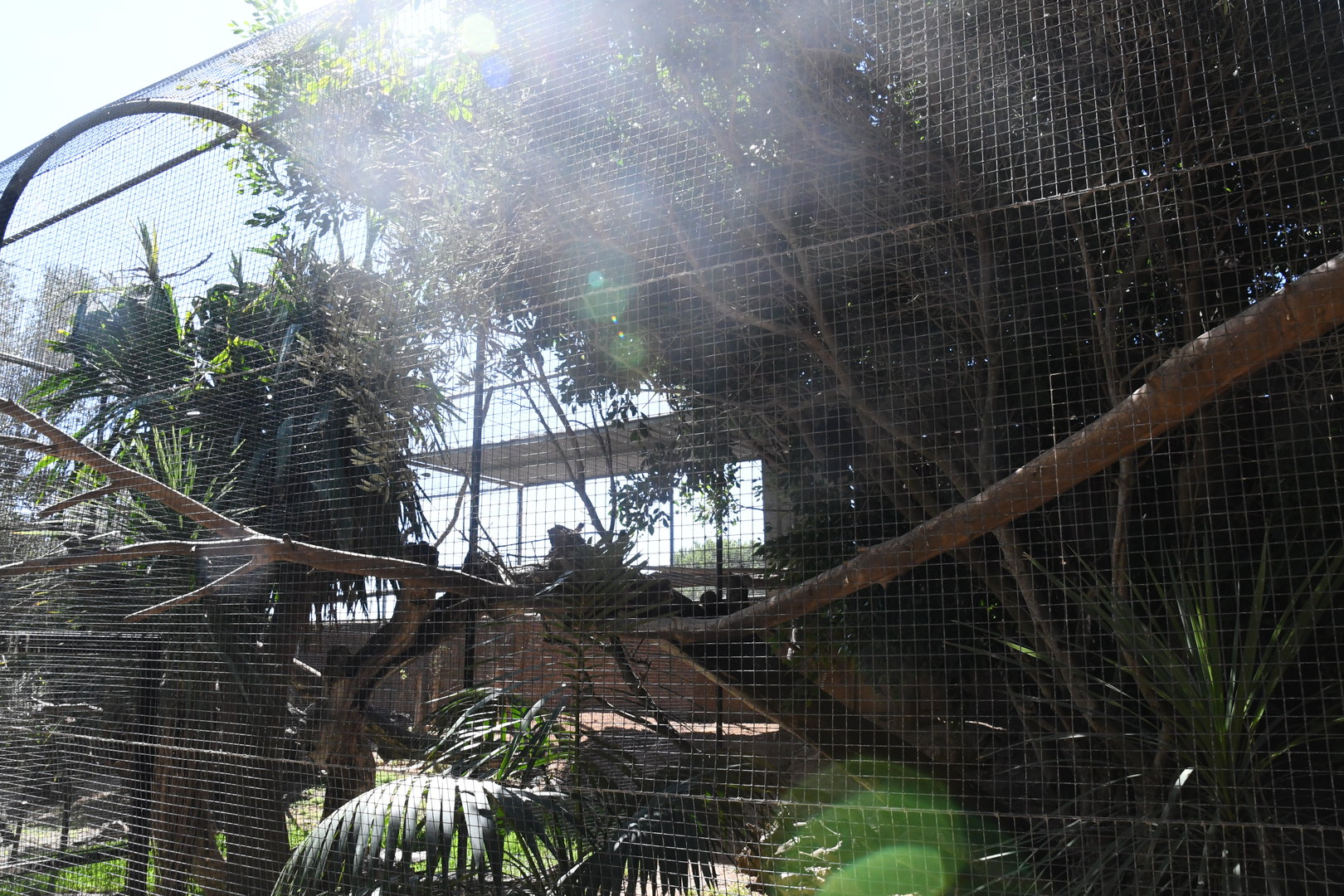 Aviary (Blue-billed Curassow, Red-billed Blue Magpie)
