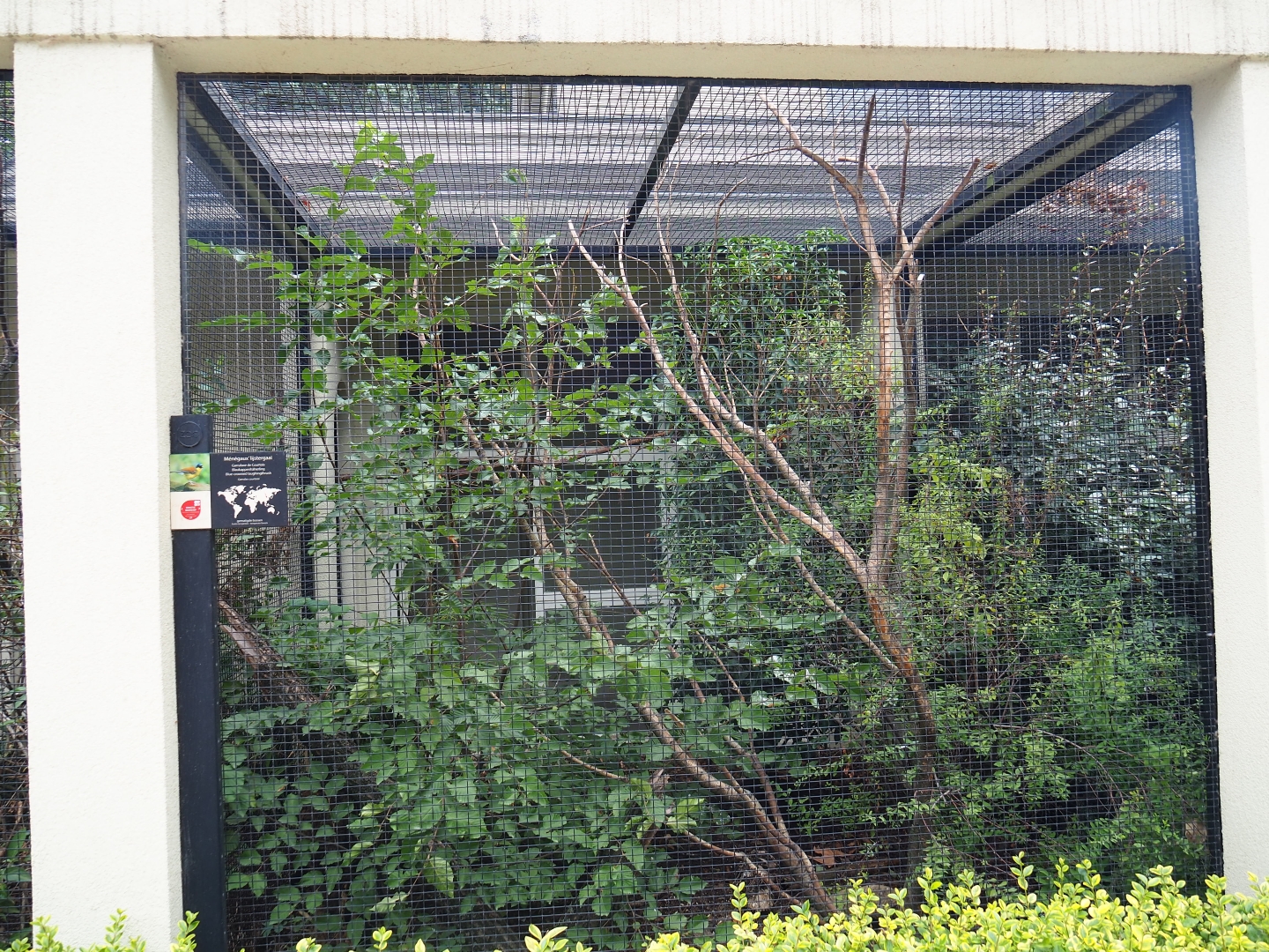 Aviary Blue-crowned laughingthrush (Garrulax courtoisi)