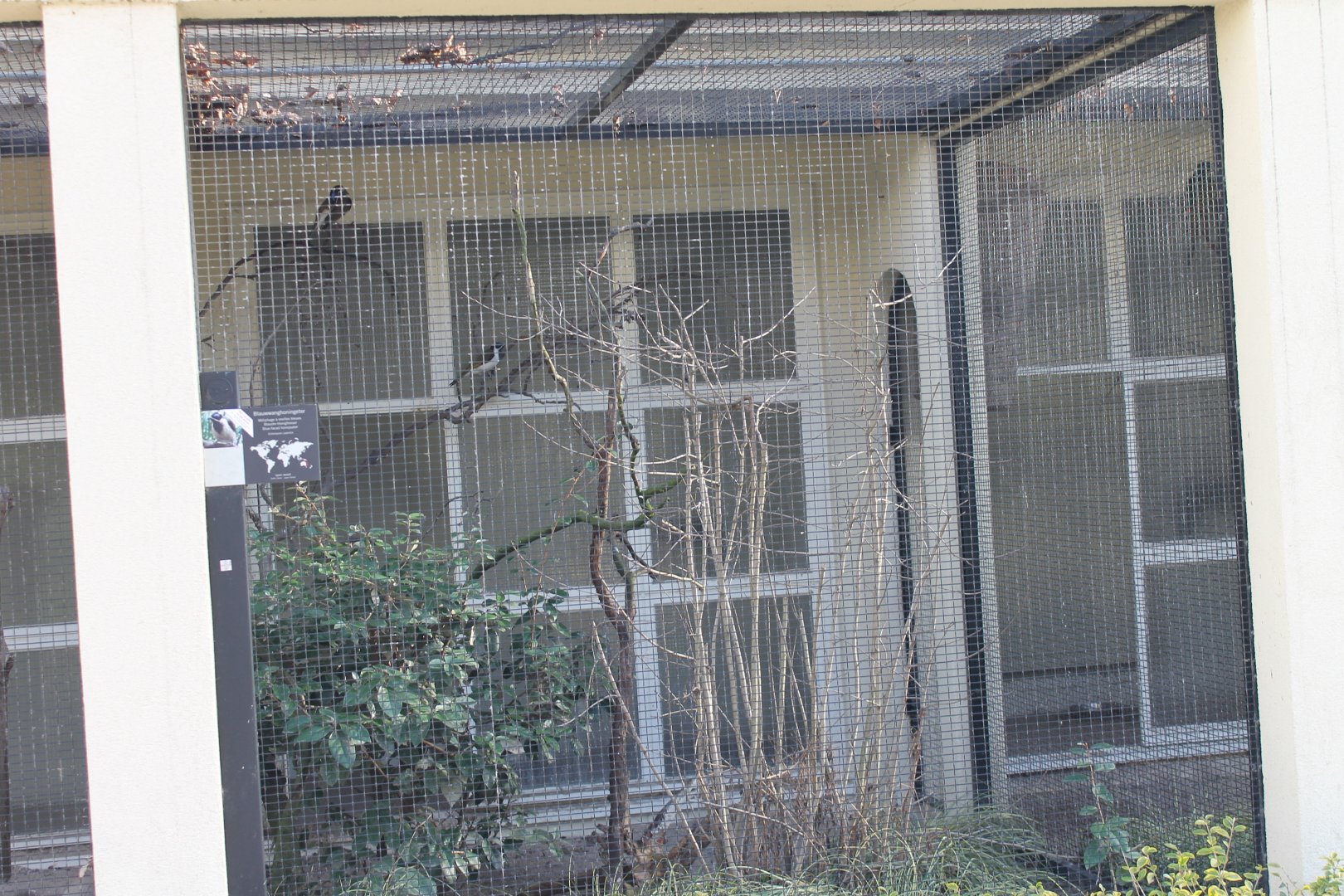 Aviary Blue-faced honey-eater