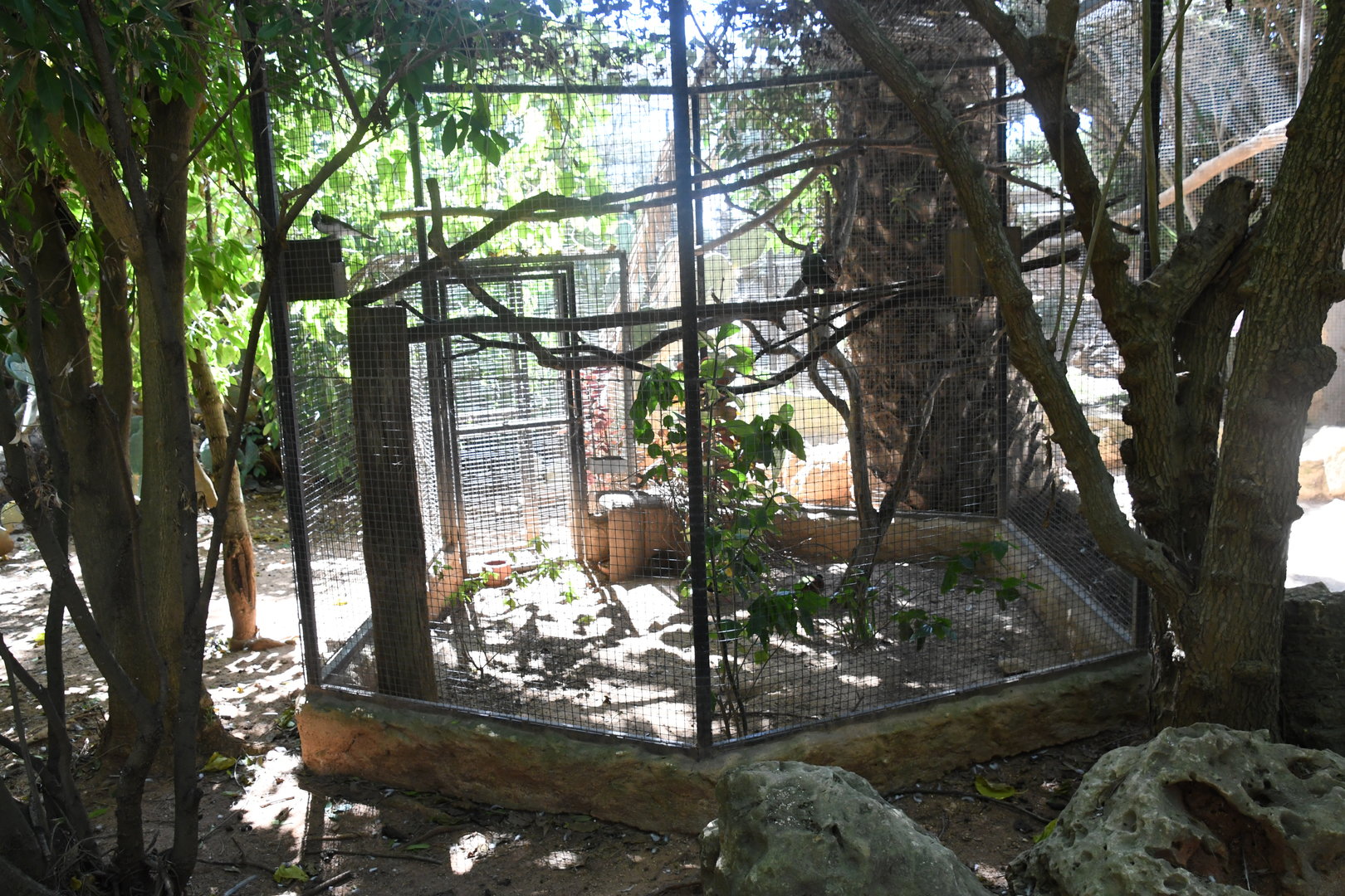 Aviary (Blue-faced Honeyeater and Crested Partridge)