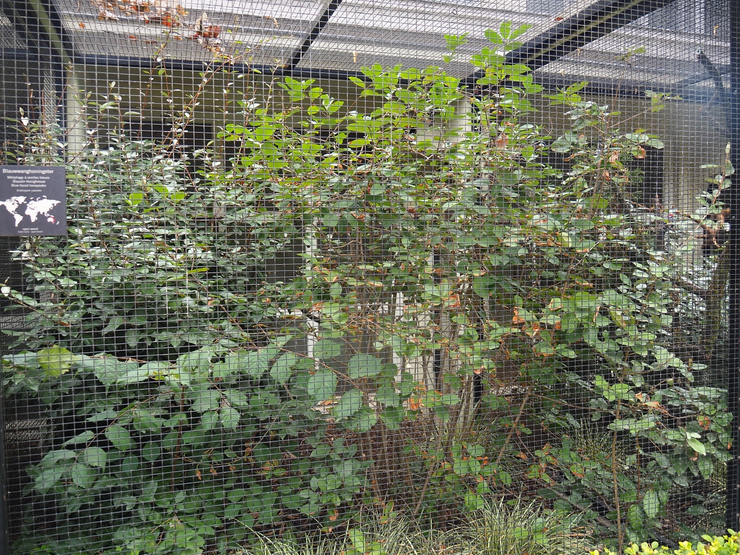 Aviary Blue-faced honeyeater (Entomyzon cyanotis)