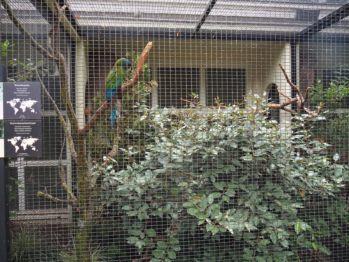 Aviary blue-faced macaw and red-cowled cardinal