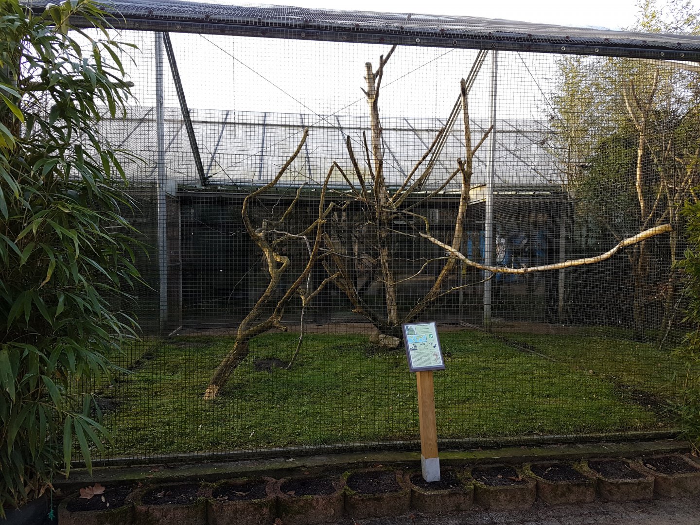 Aviary Blue-fronted amazon