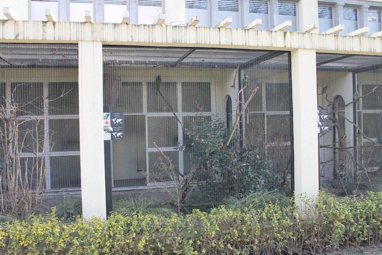 Aviary Blue-headed macaw