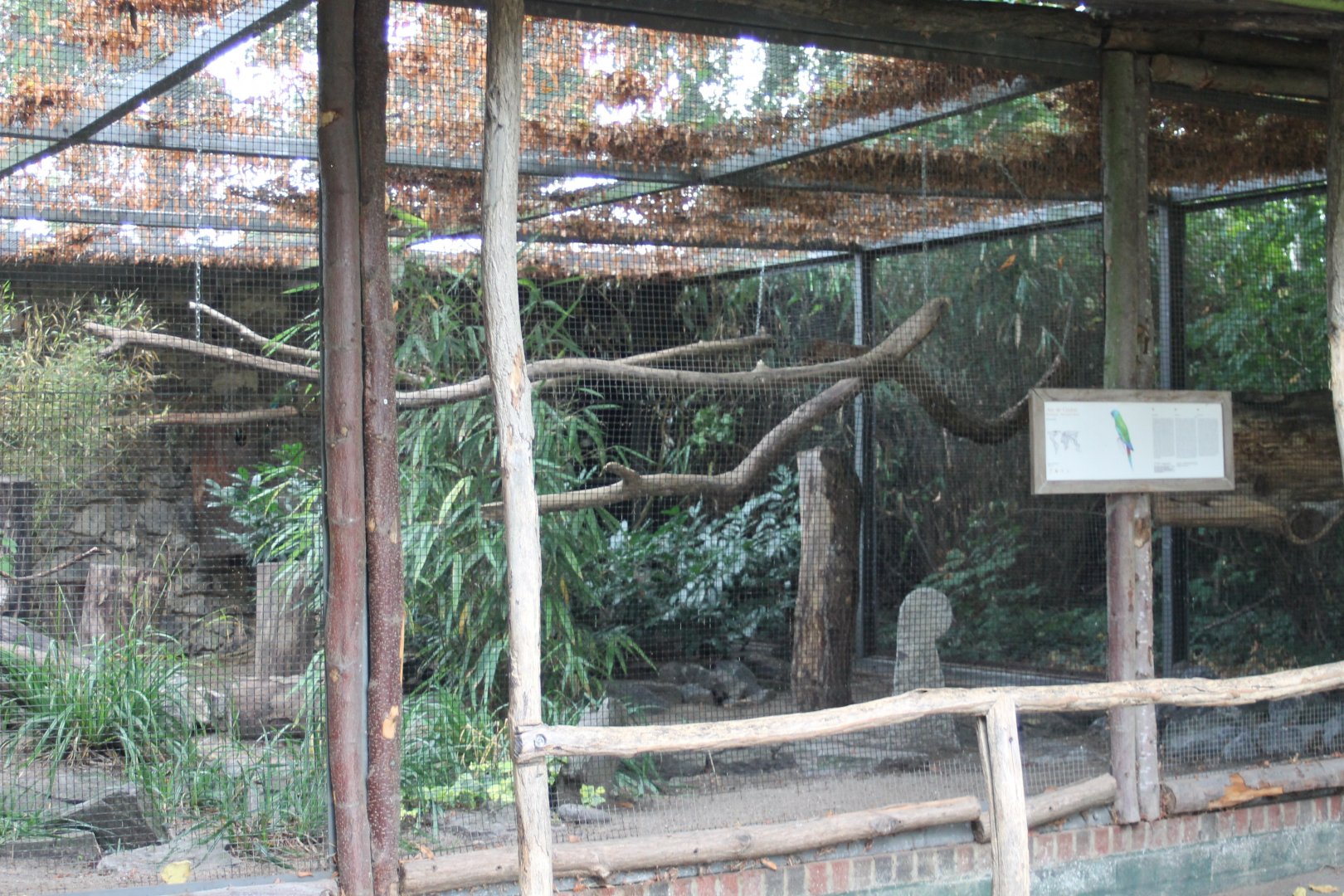 Aviary Blue-headed macaw