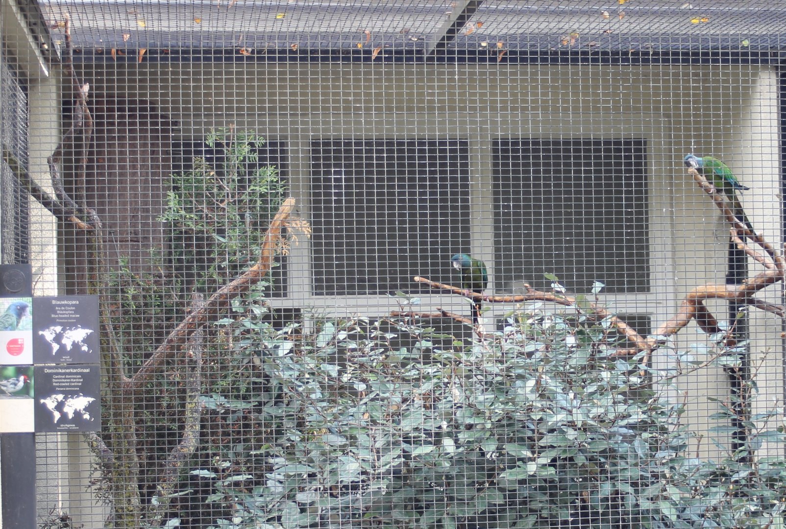 Aviary Blue-headed macaw