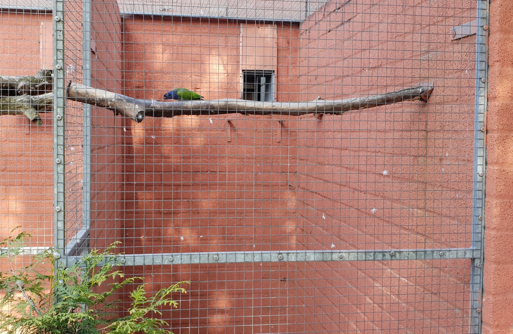 Aviary Blue-headed parrot