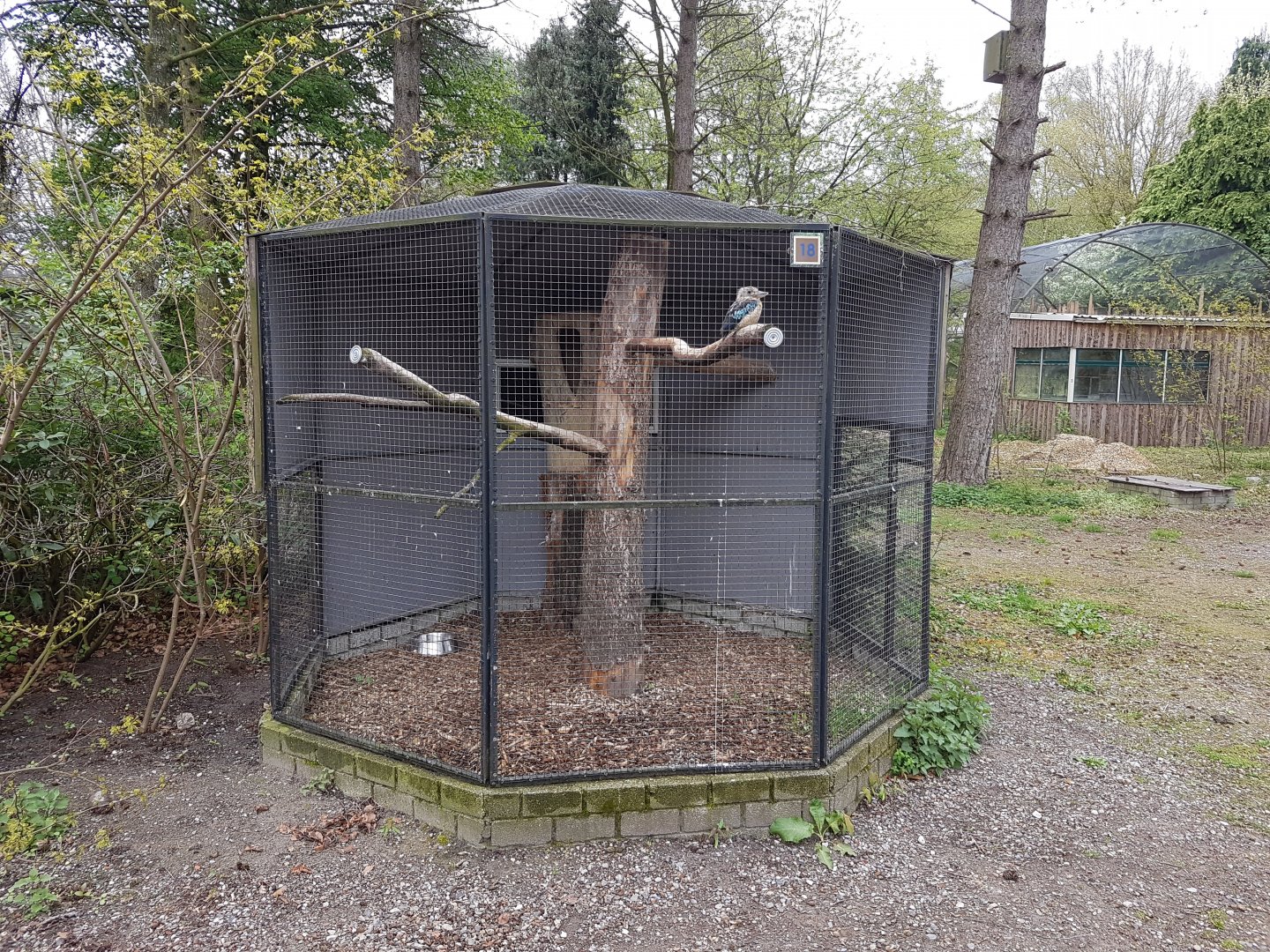 Aviary Blue-winged kookaburra