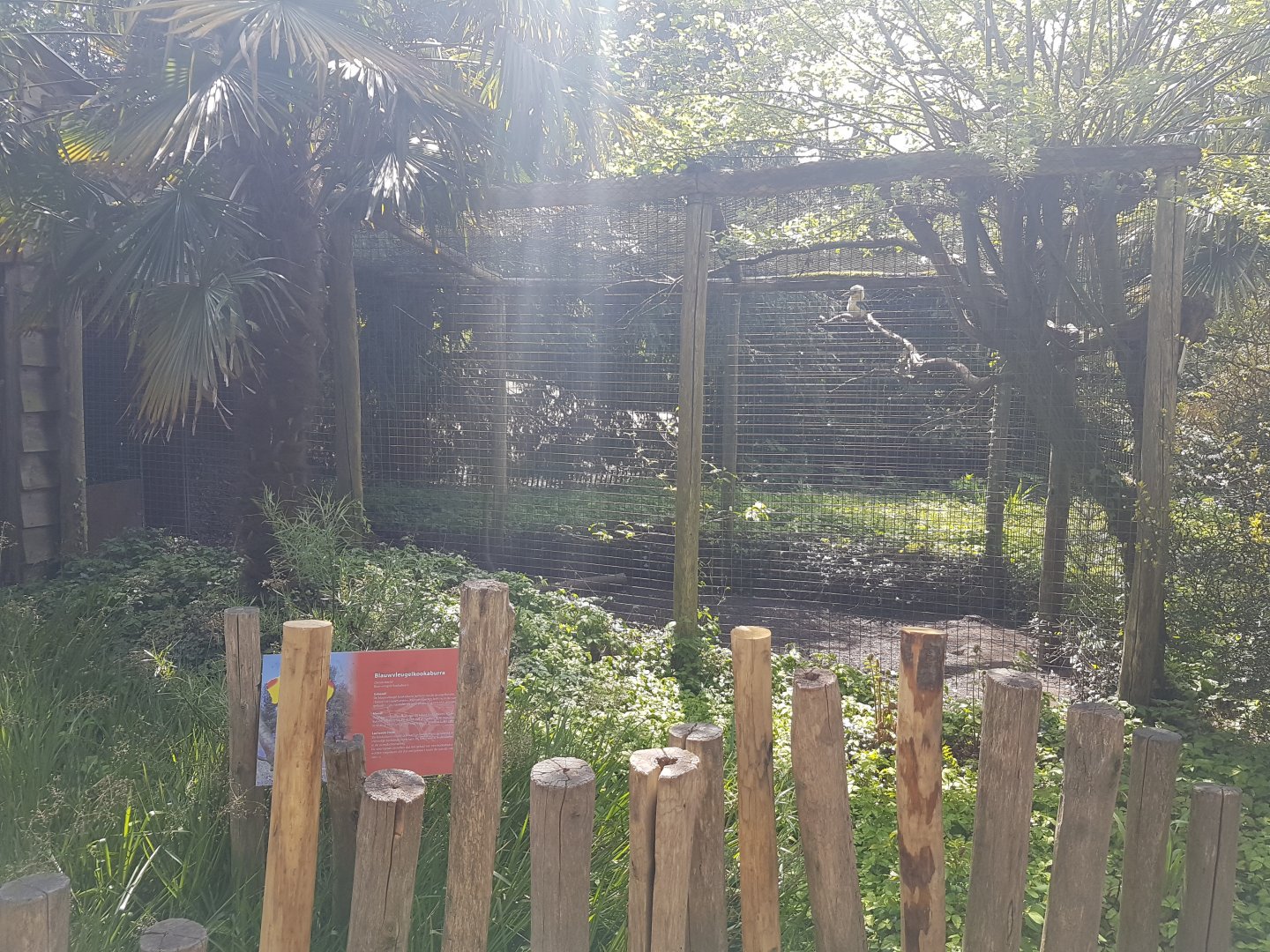 Aviary Blue-winged kookaburra