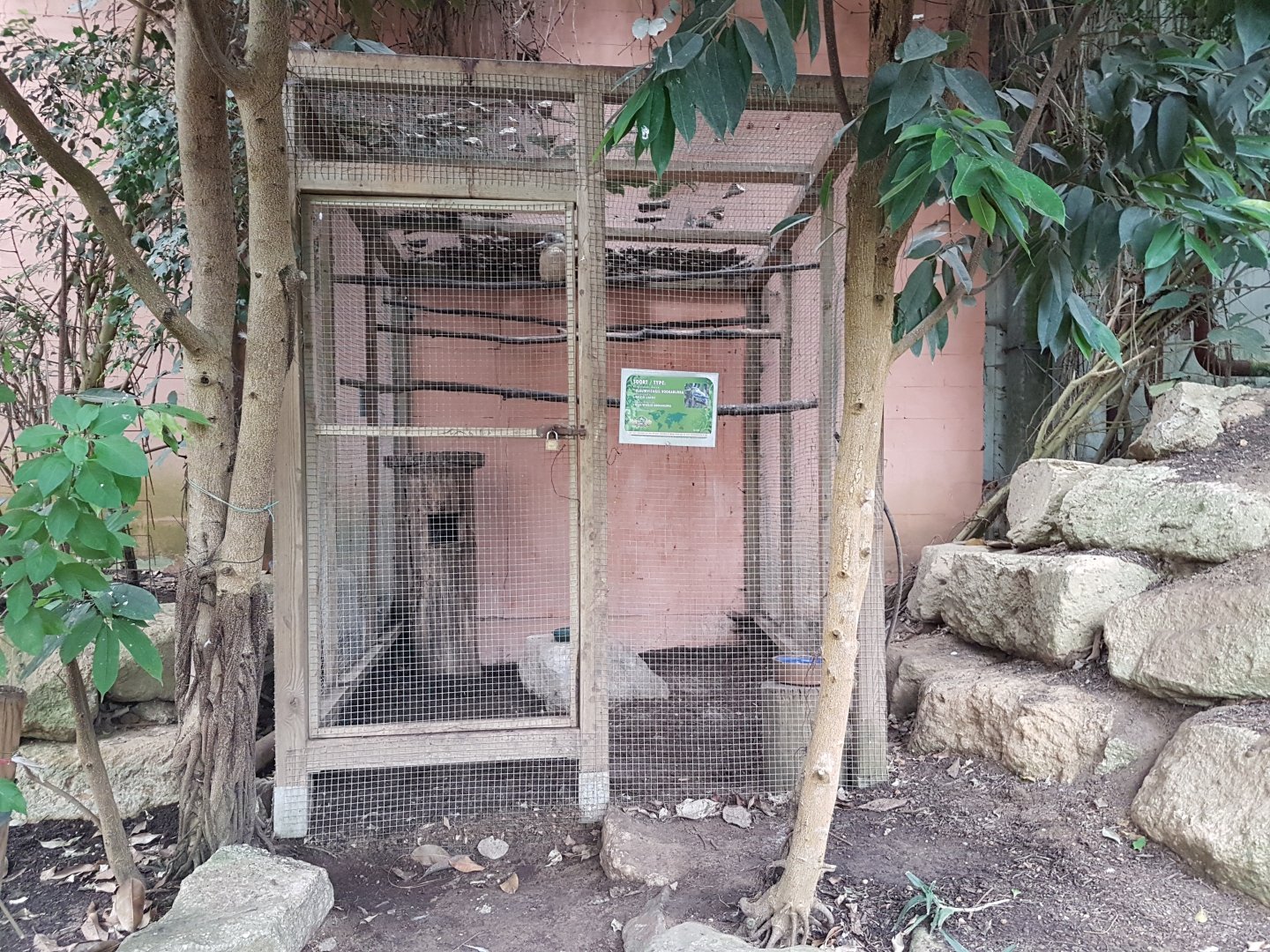 Aviary Blue-winged kookaburra