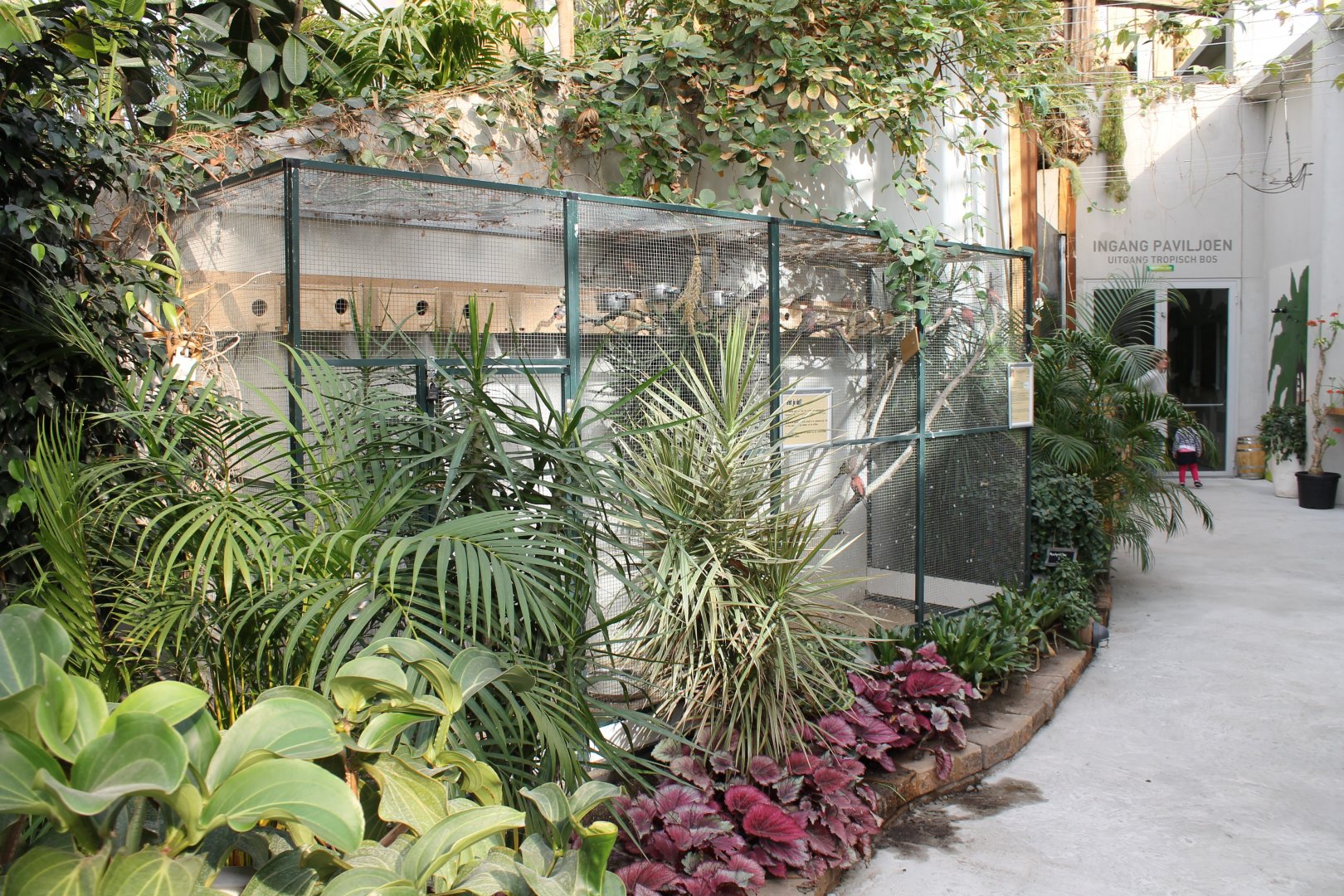 Aviary Bourkes parrot