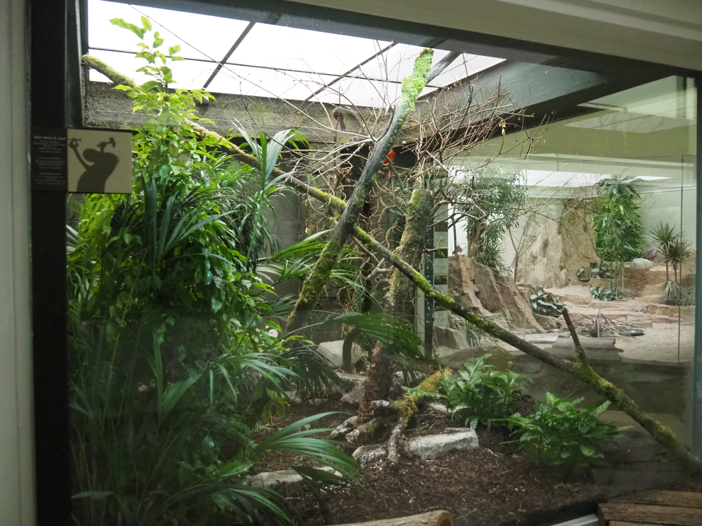 Aviary Brazilian tanager pair, 2020-05-24