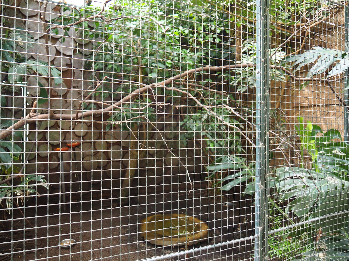 Aviary Bruce's green pigeon - Egyptian plover (Sep 2nd, 2018)