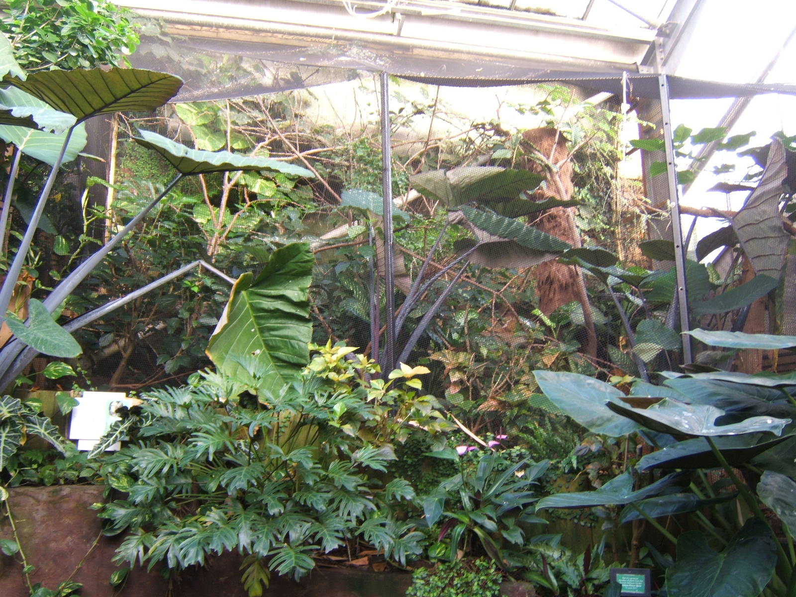 Aviary built inside Tropical house for White-crested Laughing Thrush