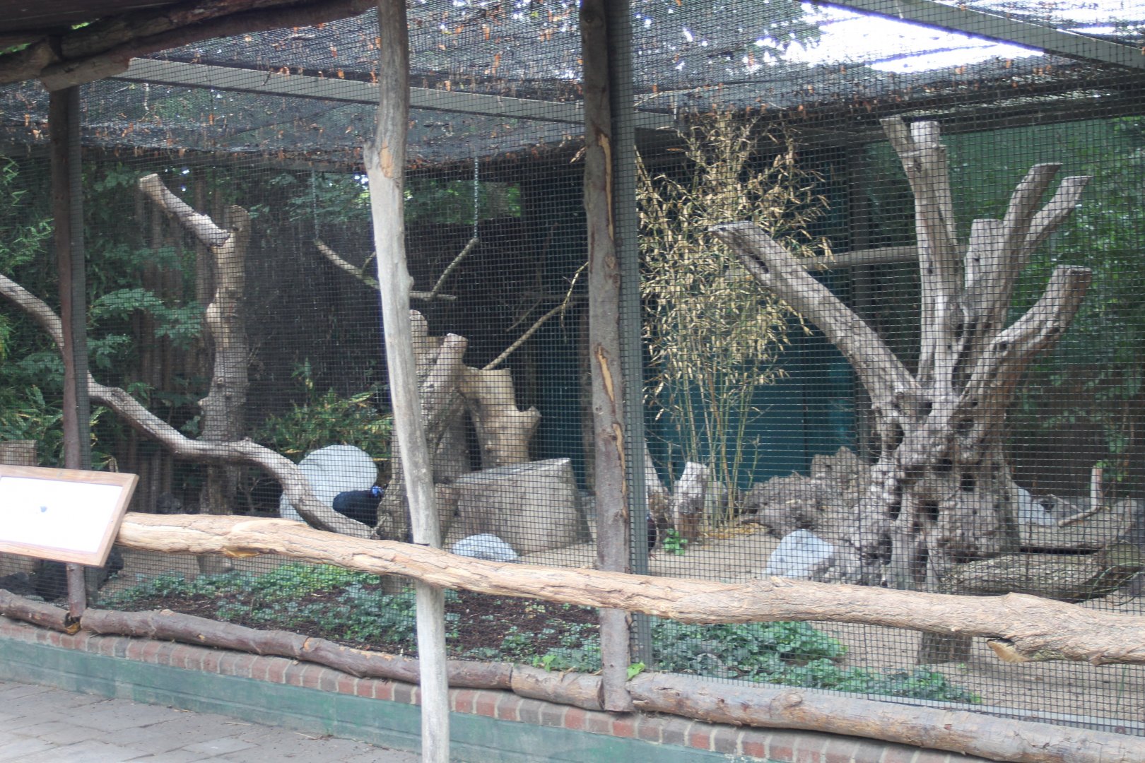 Aviary Bulwer pheasant