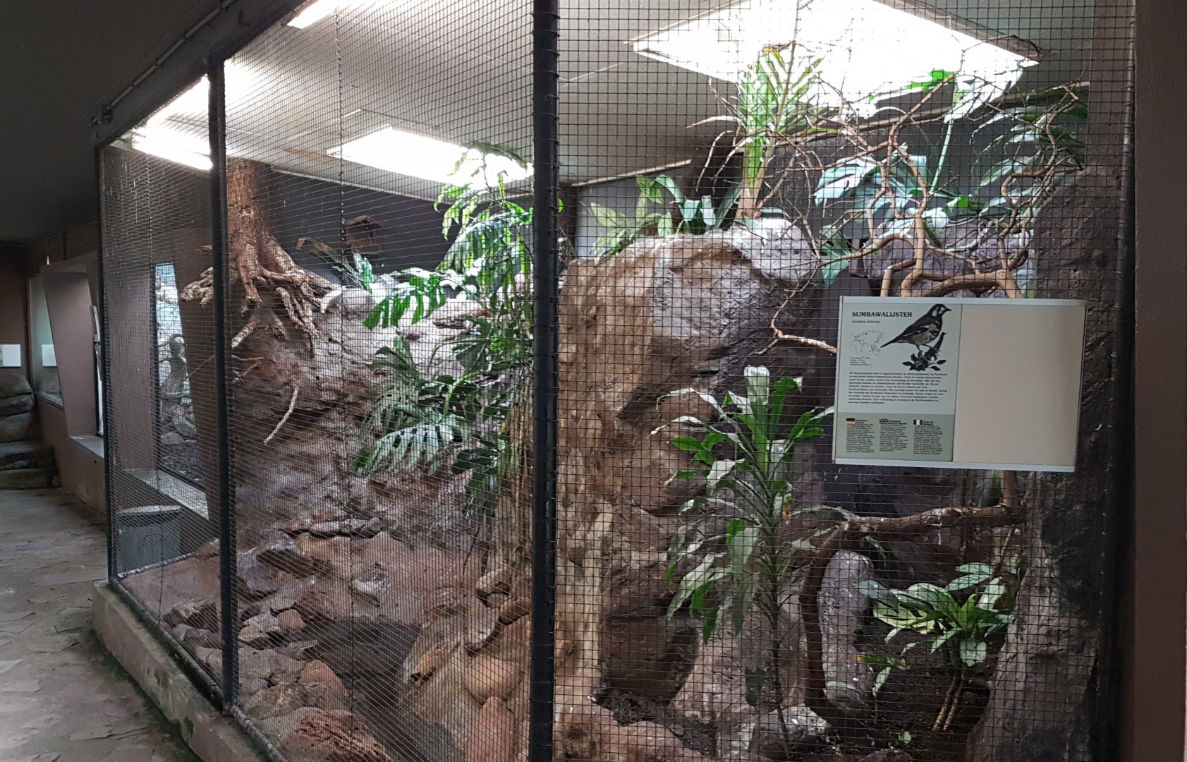 Aviary Chestnut-backed ground-thrush