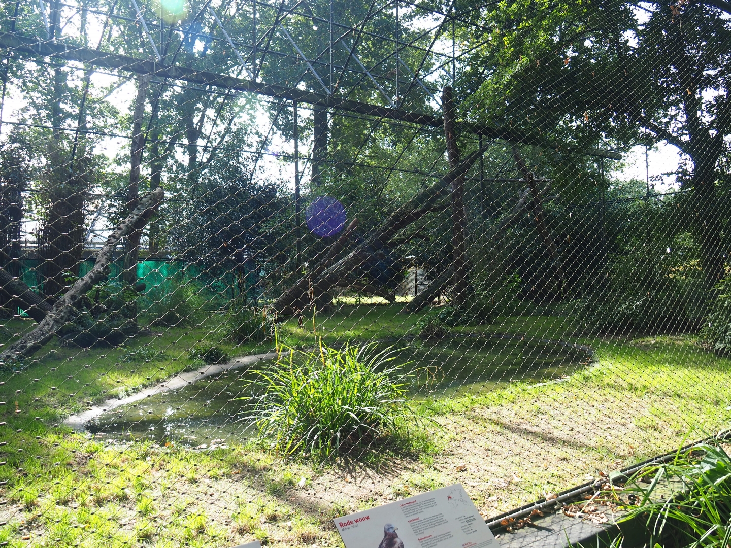 Aviary Cinereous vulture - Red kite (Sep 16th, 2018)